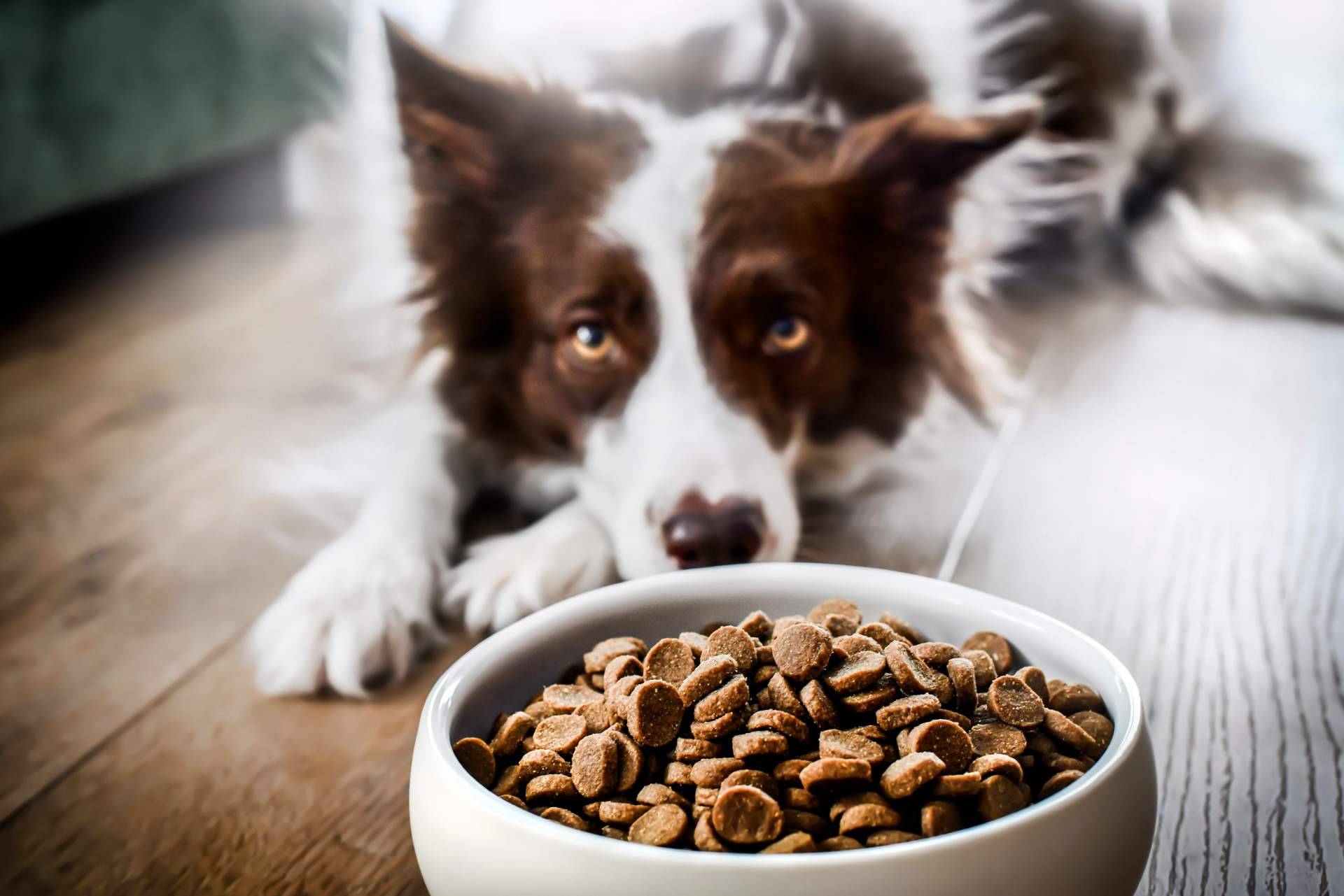Can Xana, expertos en comida para perros saludable