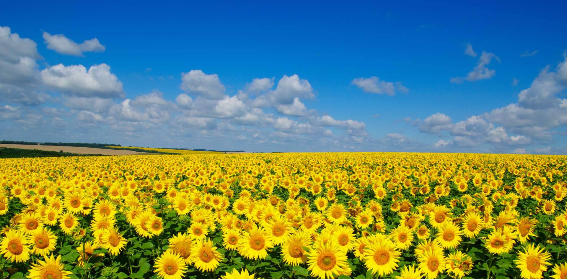 Respirar naturaleza con los campos de girasoles en Barcelona