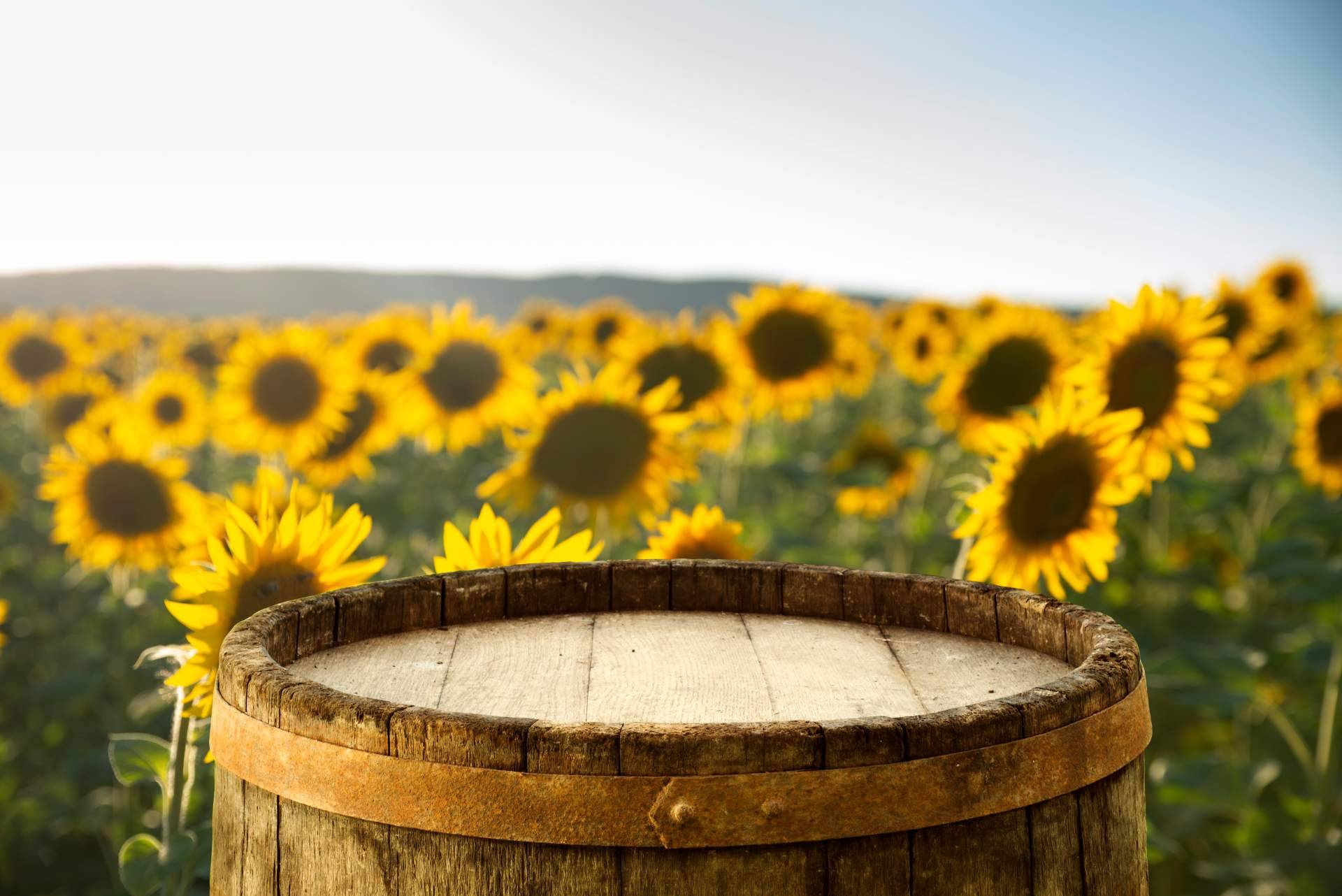 Girasoles en la próxima temporada de los campos de flores de Niudàlia