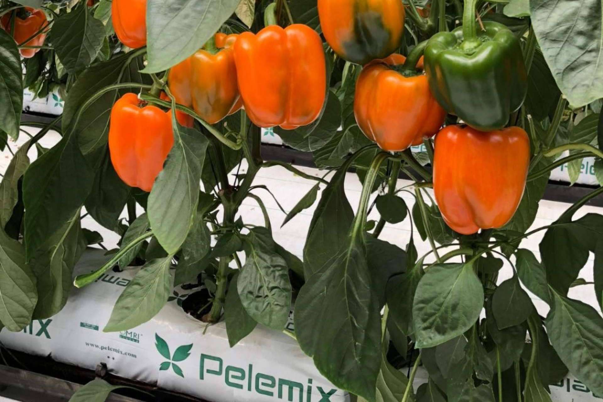 La revolución sostenible. Las bolsas de cultivo de Fibra de Coco para potenciar las cosechas