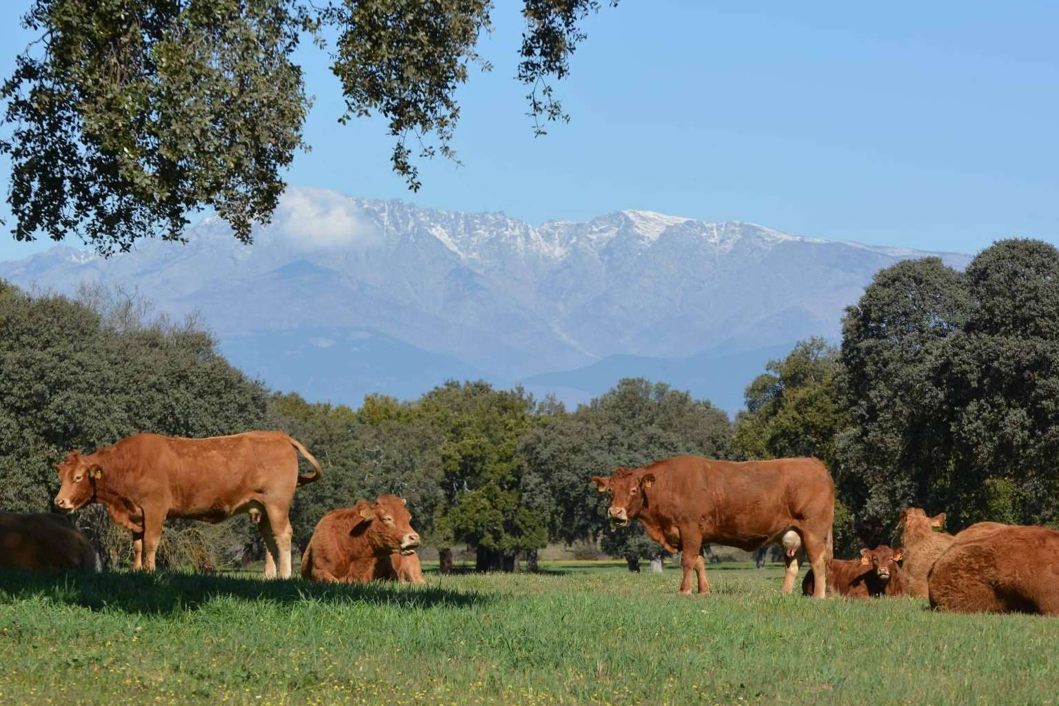 Fincas rústicas, una apuesta como inversión