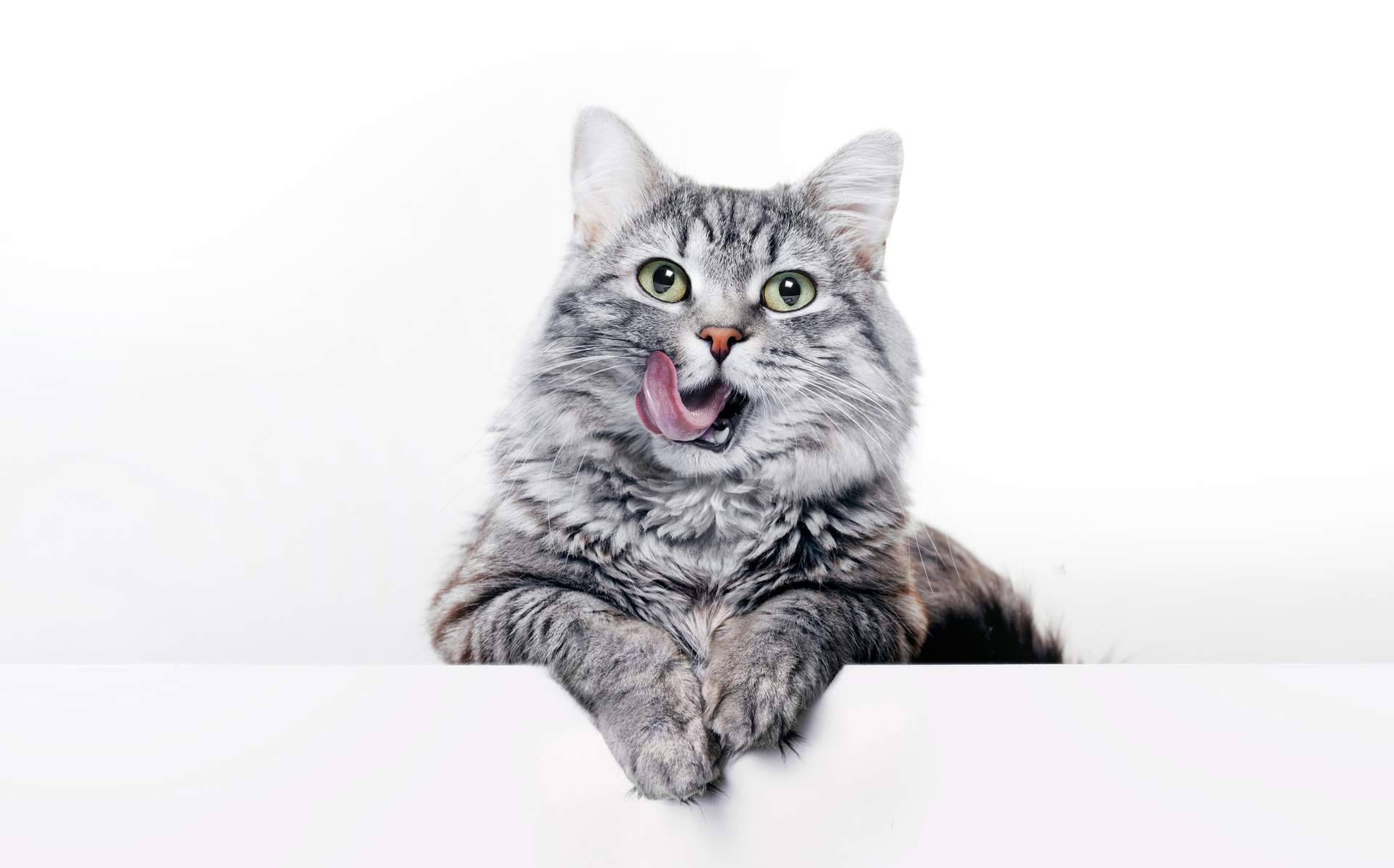 Canxana, cuidado integral de la alimentación del gato