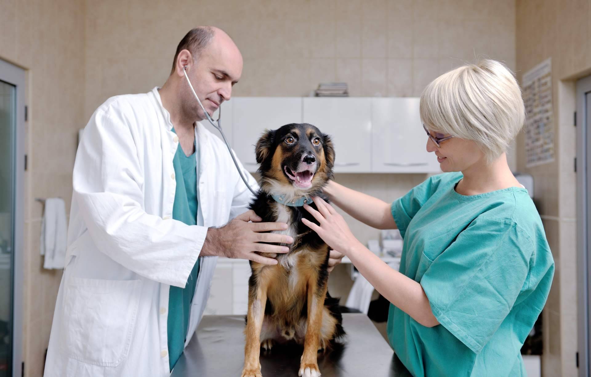 Vetformación ofrece prácticas de auxiliar veterinaria para el próximo curso 2024-2025