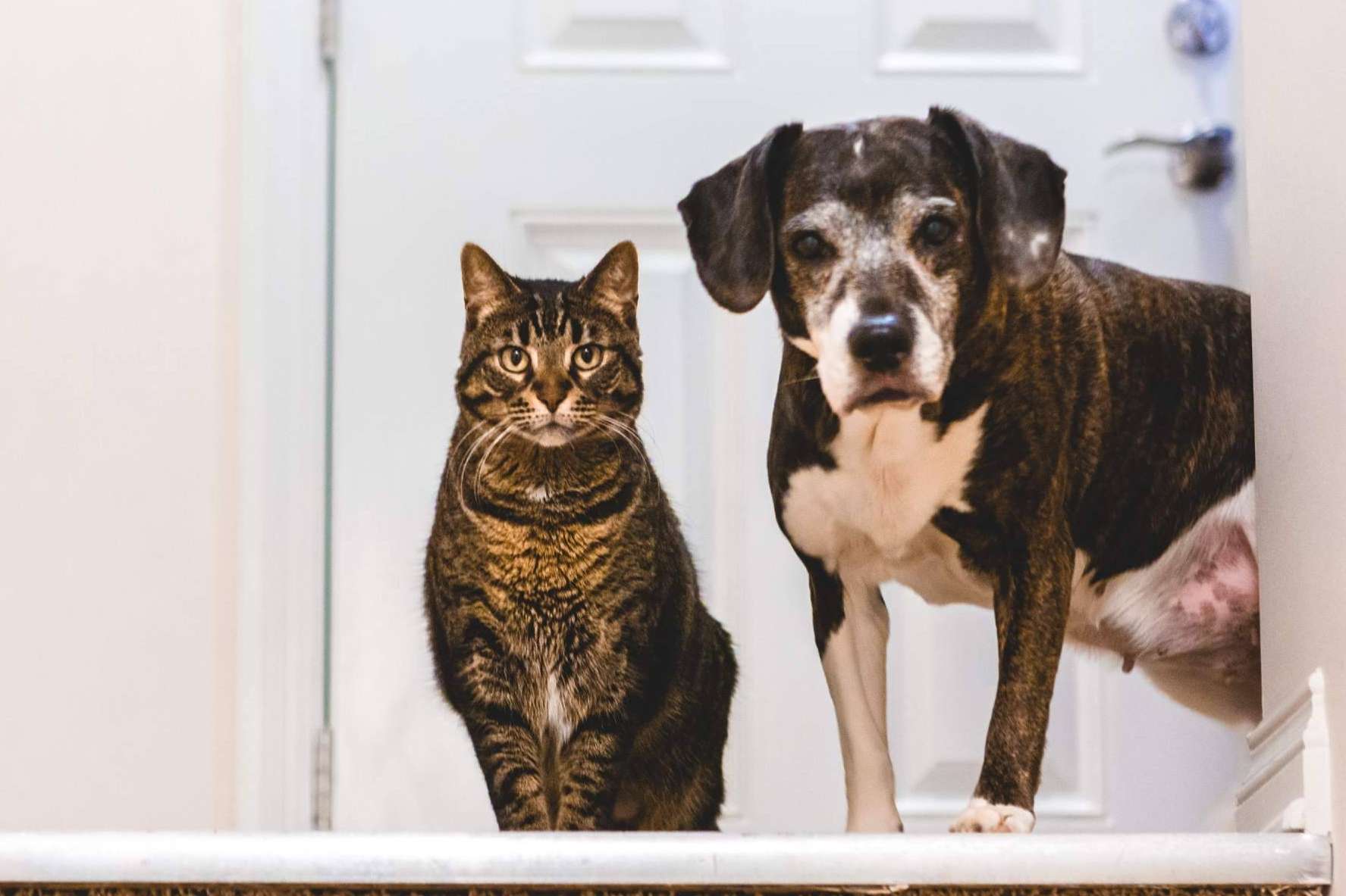 La plataforma web Mascotas Adopción facilita la adopción de perros y gatos