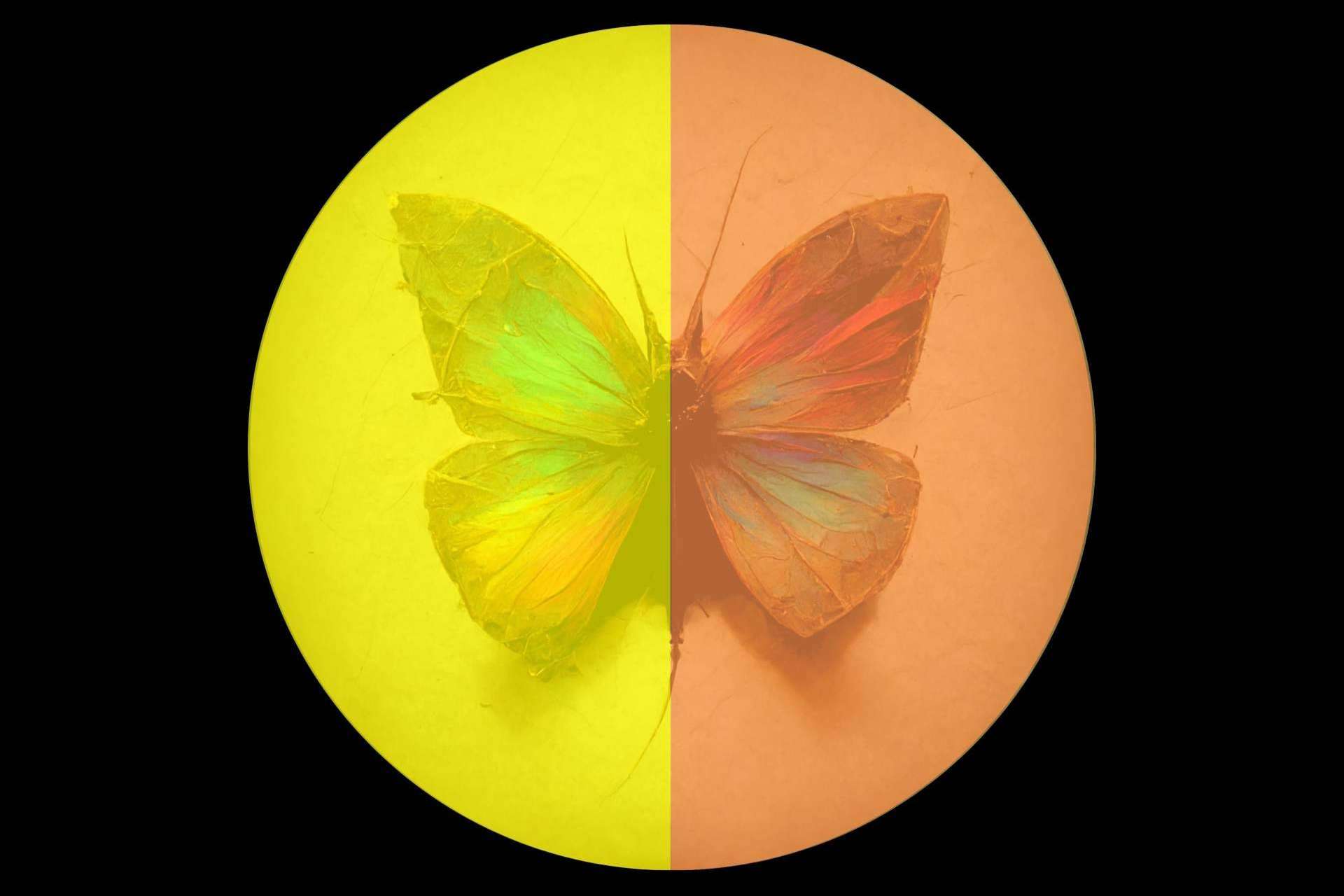 La colección ‘Color Transformation Collection’ del artista Antonio Sánchez