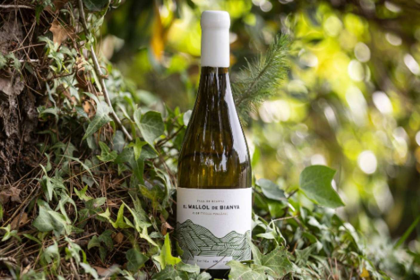 Mallol de Bianya 2023, vino volcánico de la Vall de Bianya