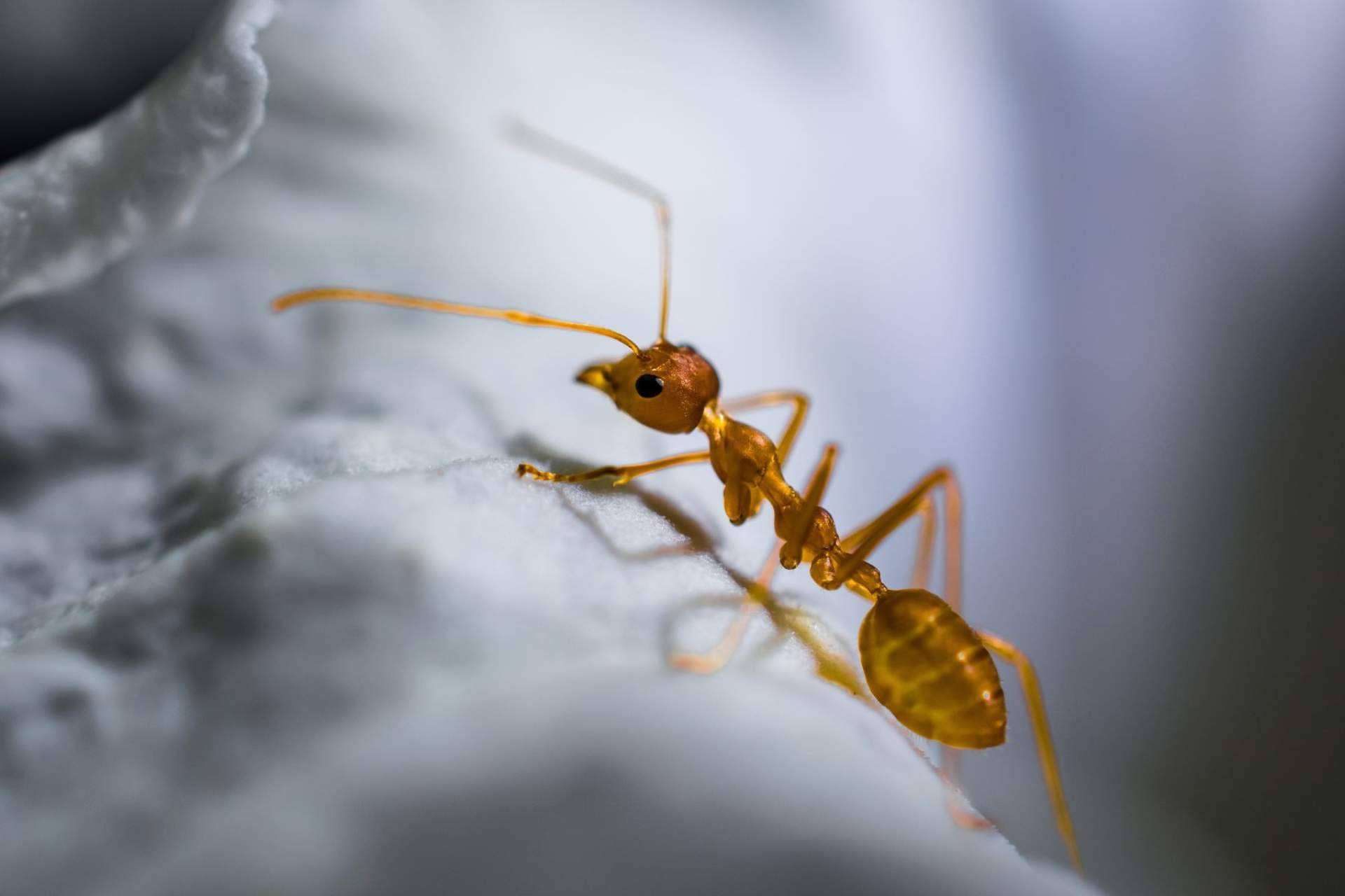 Consejos para evitar la presencia de hormigas en casa