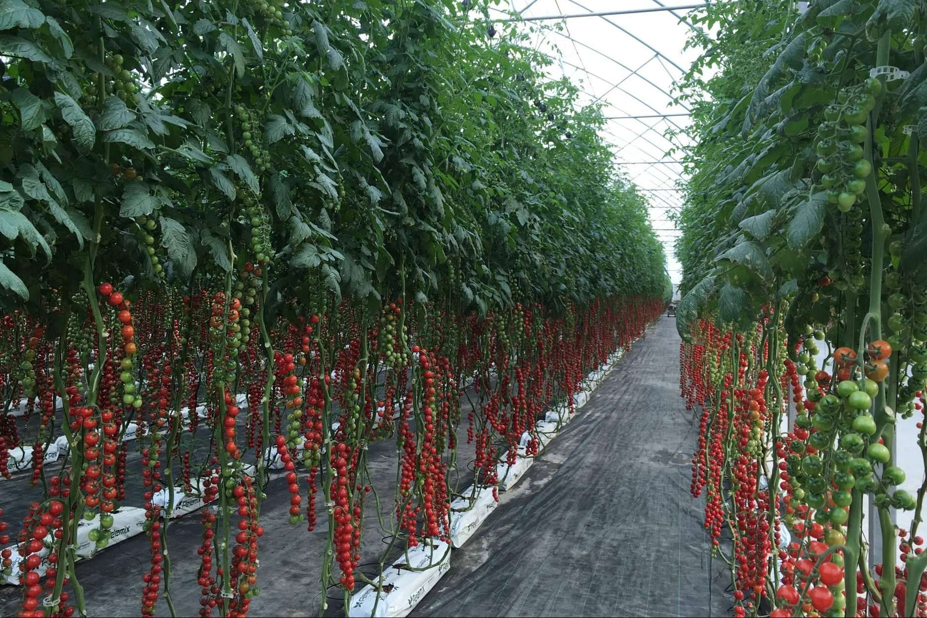 Las Grow Bags de Pelemix son una solución versátil y de calidad para cultivar tomates todo el año