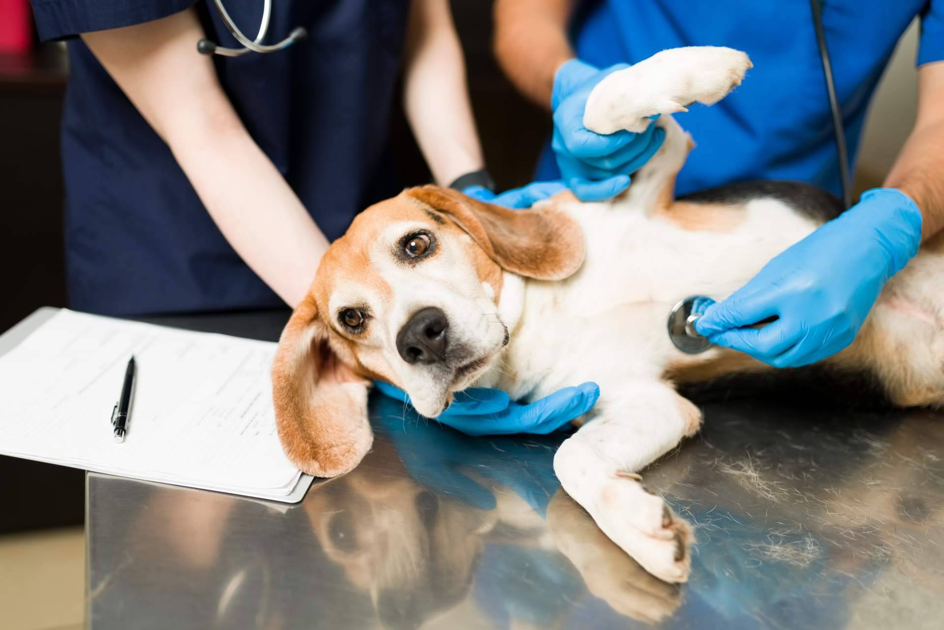 Servicio de recogida de animales fallecidos en el domicilio con la Clínica Veterinaria Jeremías