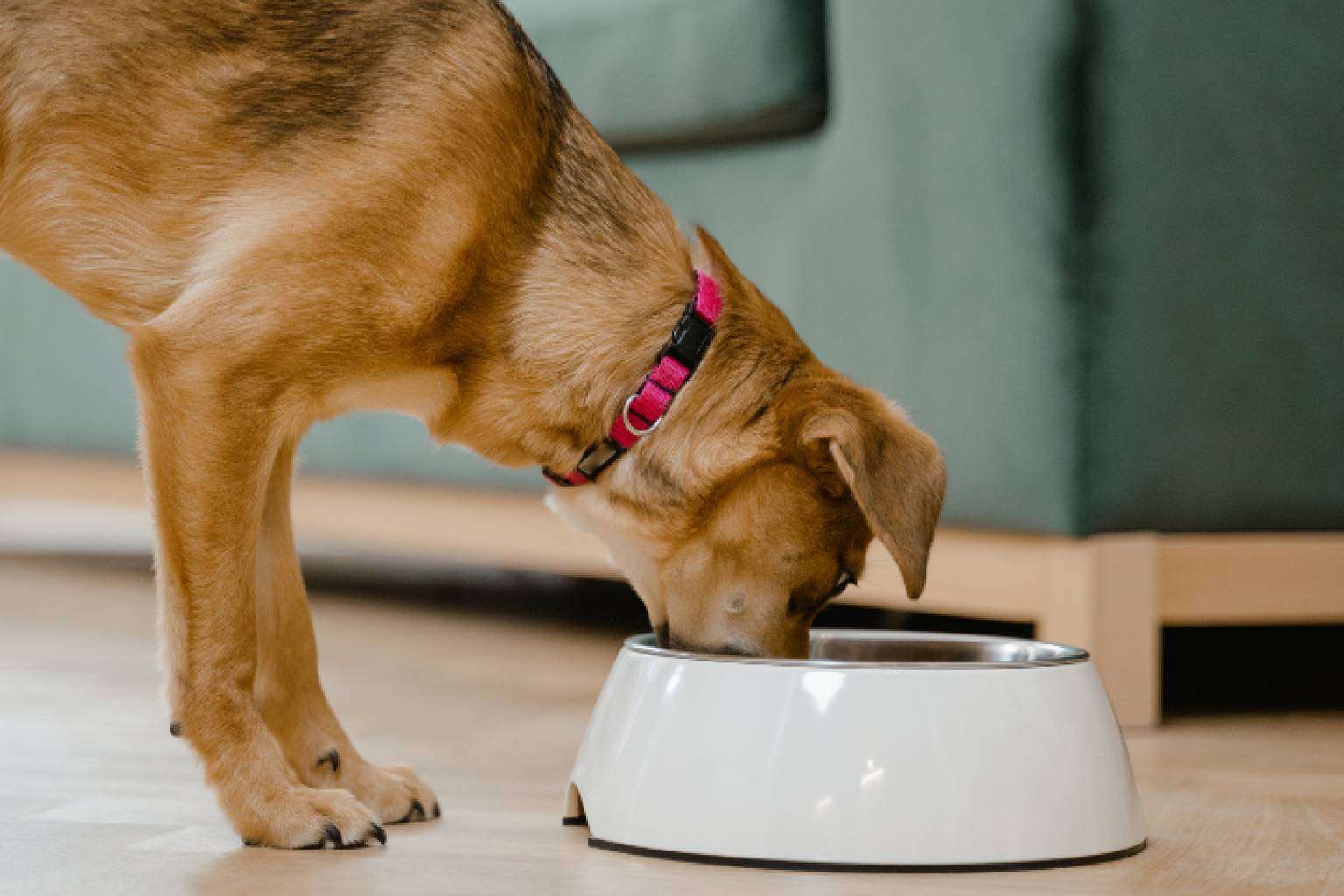 Innovación en la nutrición animal. Smoothies y bebidas energéticas para gatos y perros