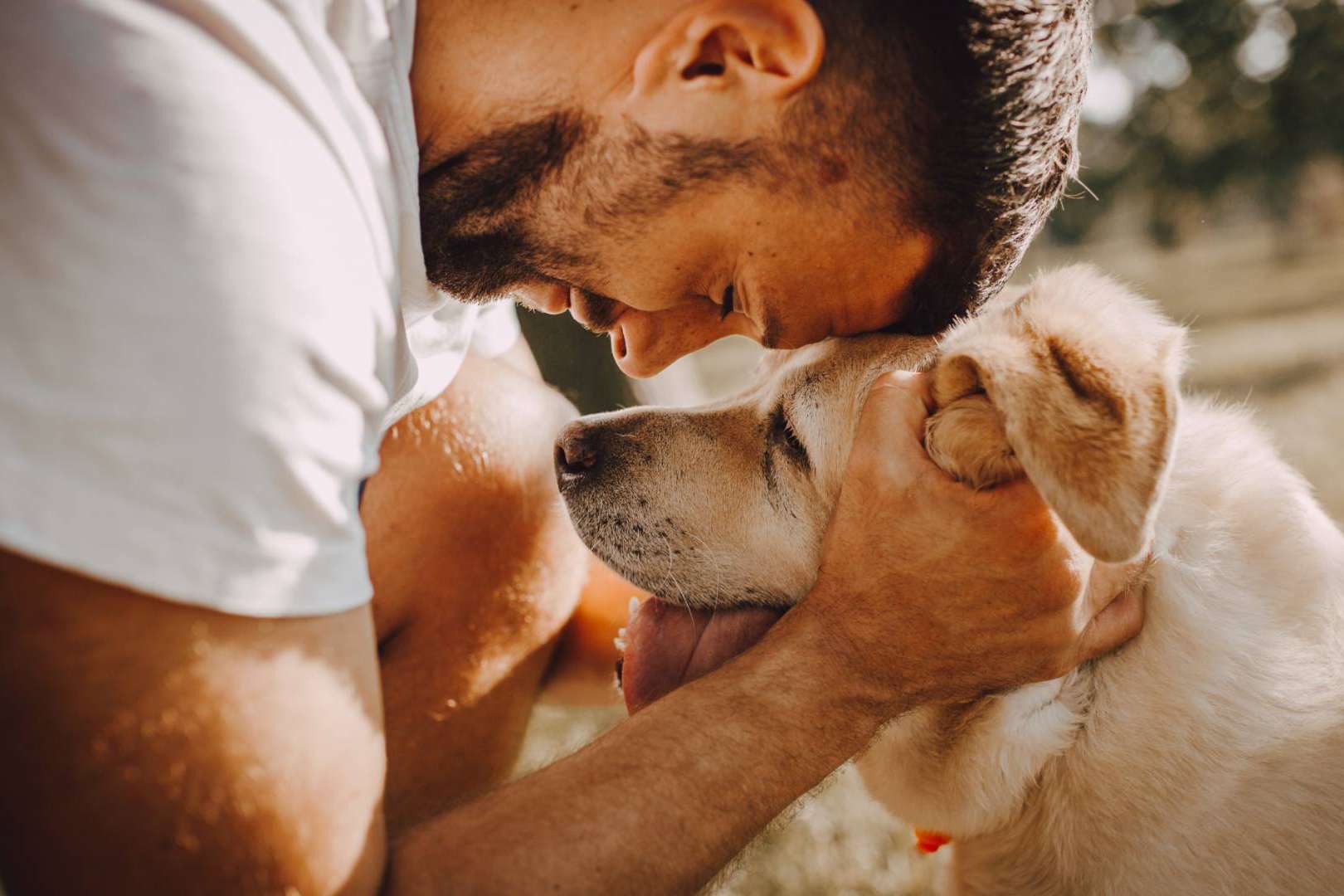 Los problemas de salud más comunes para las mascotas en verano y el valor del curso de primeros auxilios para mascotas