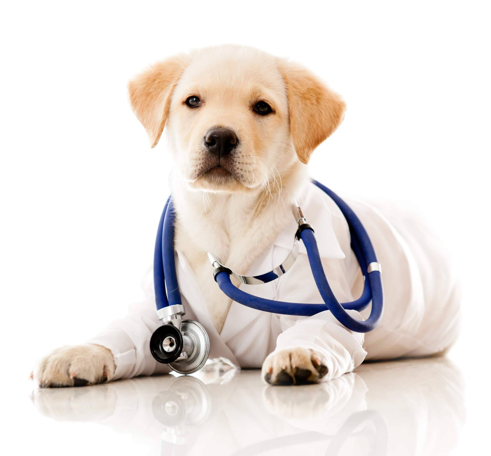 Clínica Veterinaria Jeremías, atención integral y cuidados especializados para las mascotas