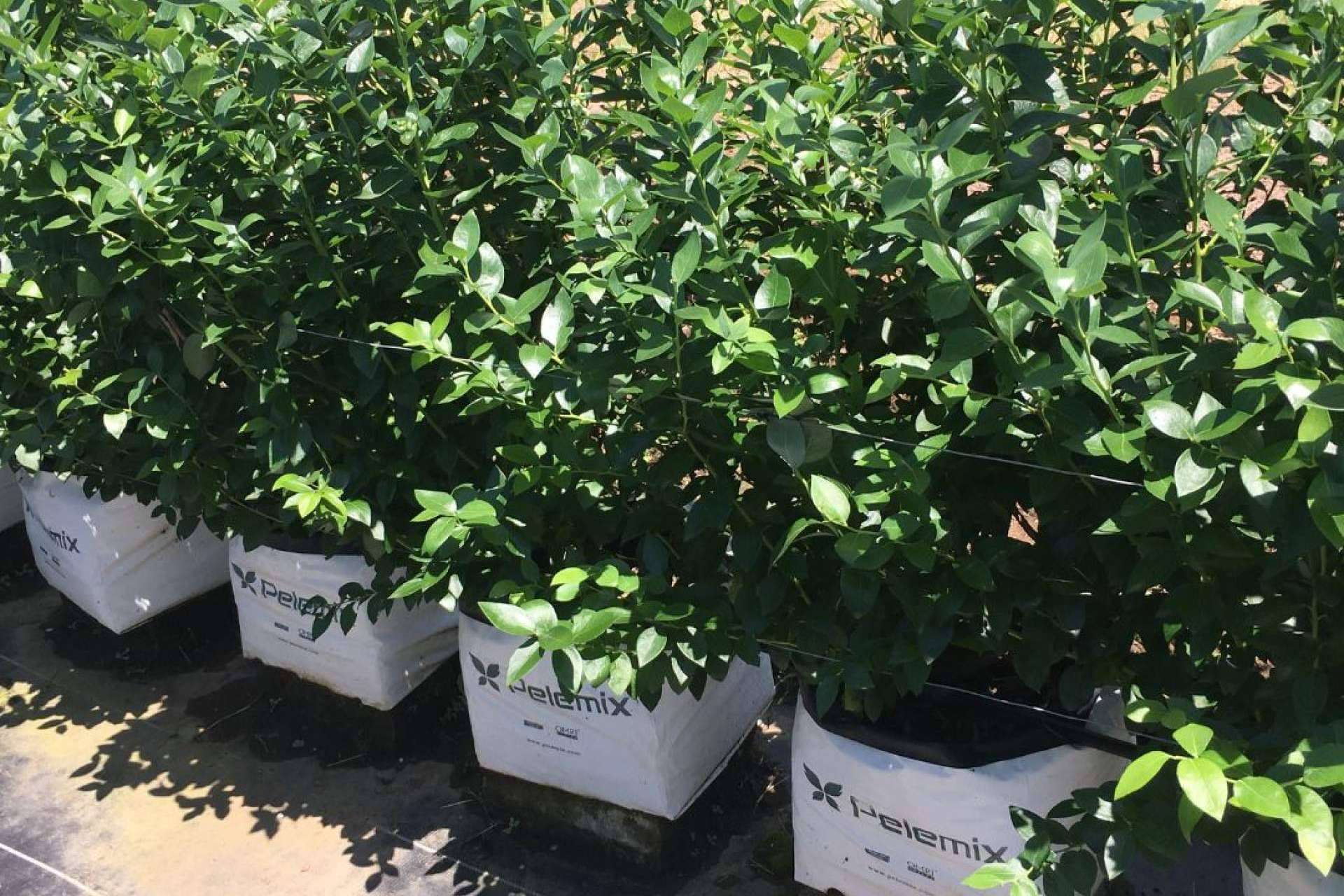 Beneficios de la hidroponía para el cultivo de arándanos