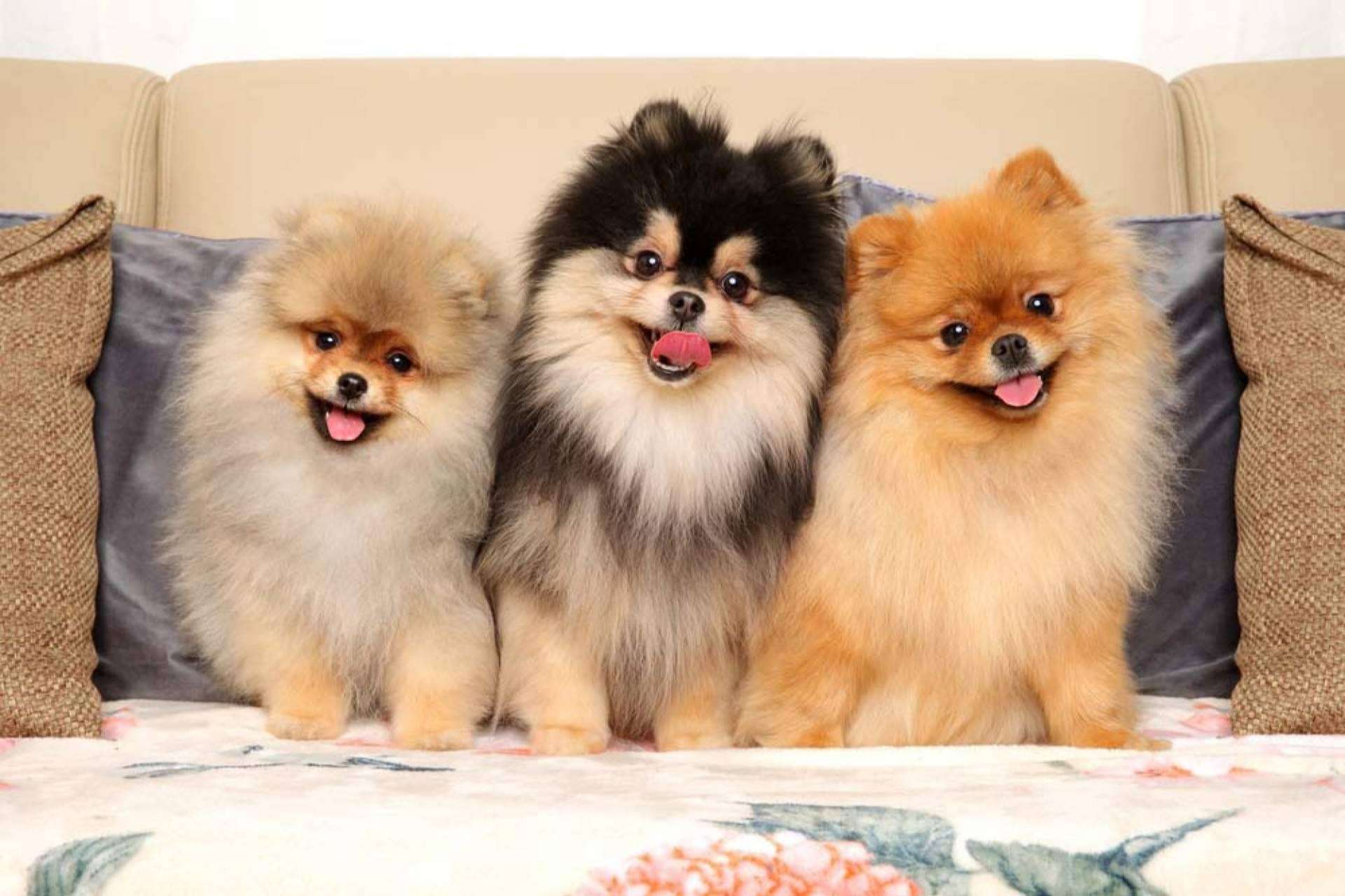 Dogfy Diet, una de las mejores opciones para un pomerania