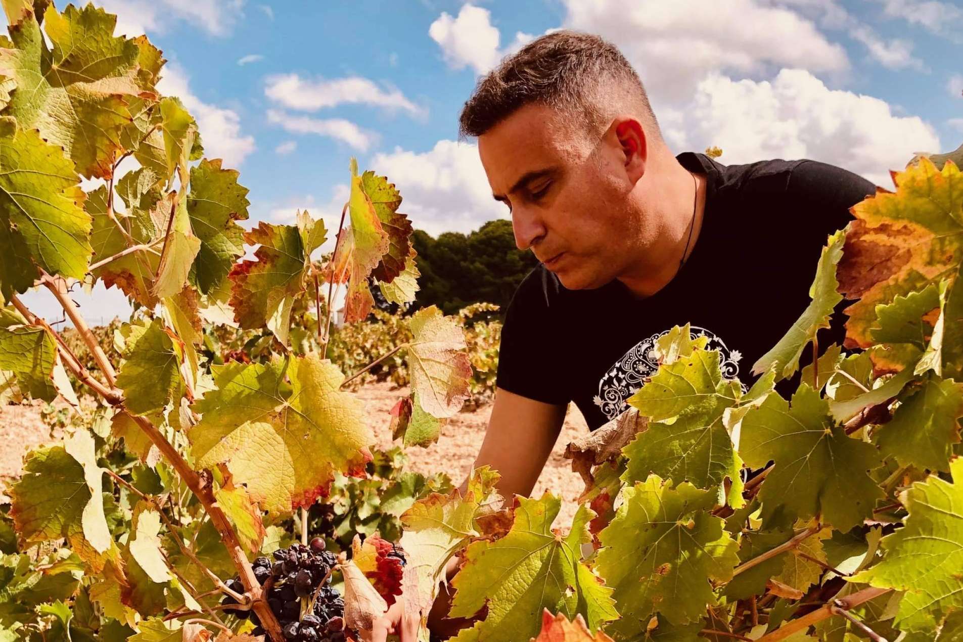 Vendimia DEMUERTE WINES, una cosecha de calidad excepcional