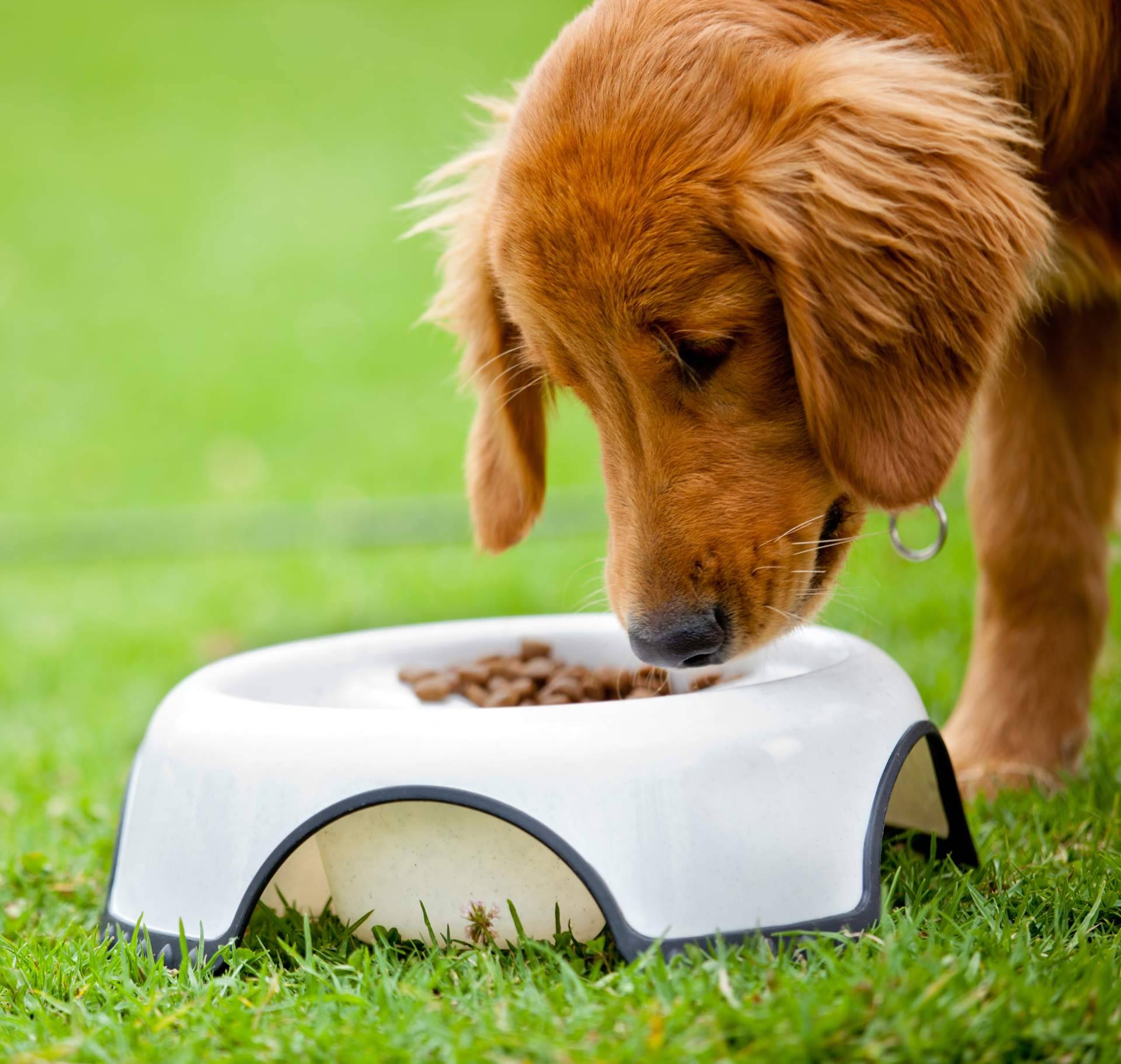 Ka Salud Integral, nutrición natural para animales con necesidades especiales