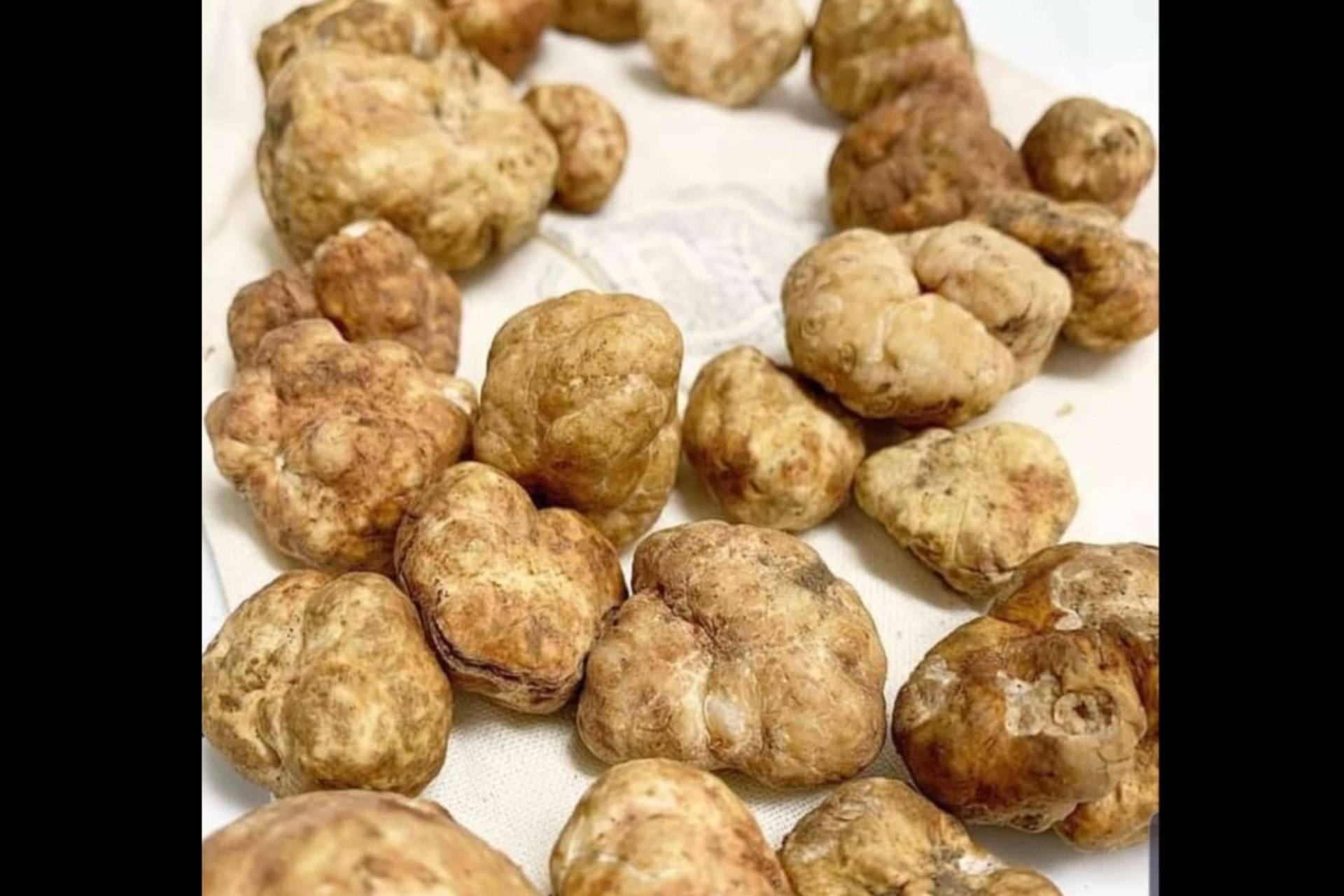 Valle Trufa, donde comprar trufa blanca en Mallorca