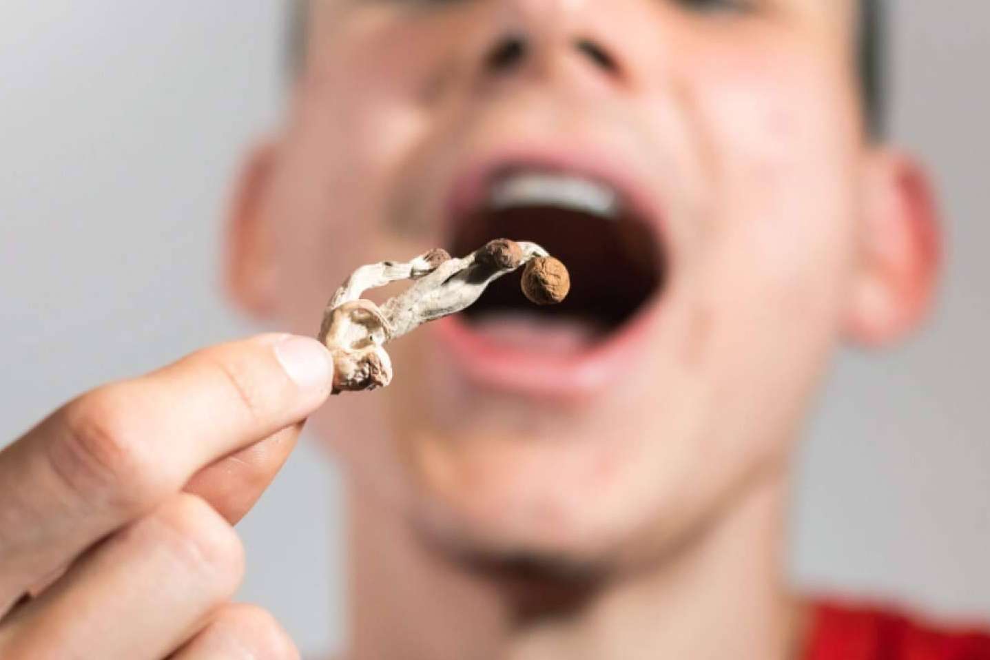 Los ‘hongos mágicos’ de venta libre que refuerzan las defensas y arrasan en redes
