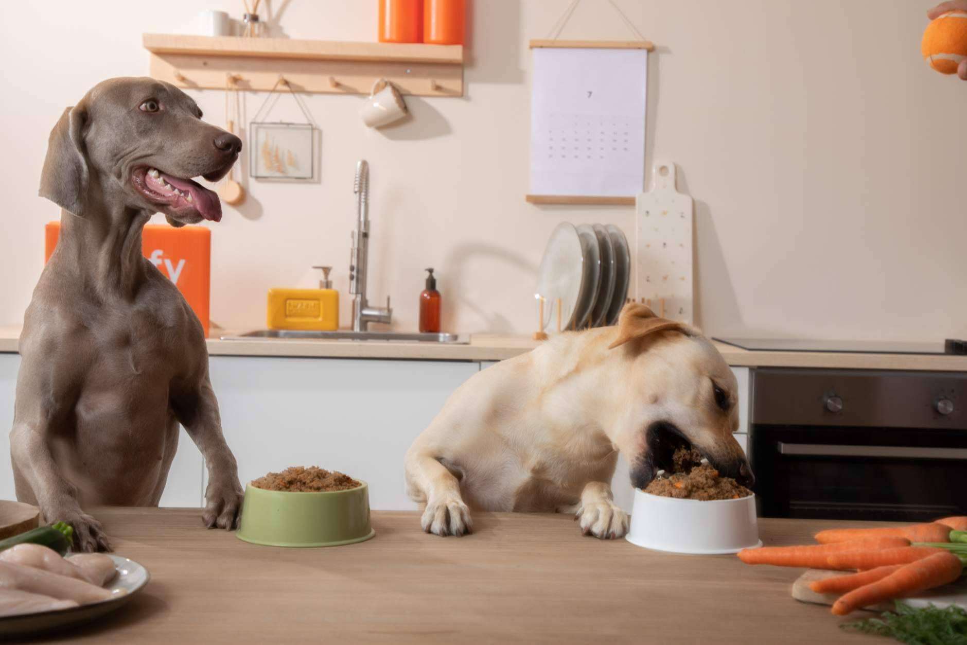 Dogfy Diet, soluciones naturales y personalizadas para la nutrición canina