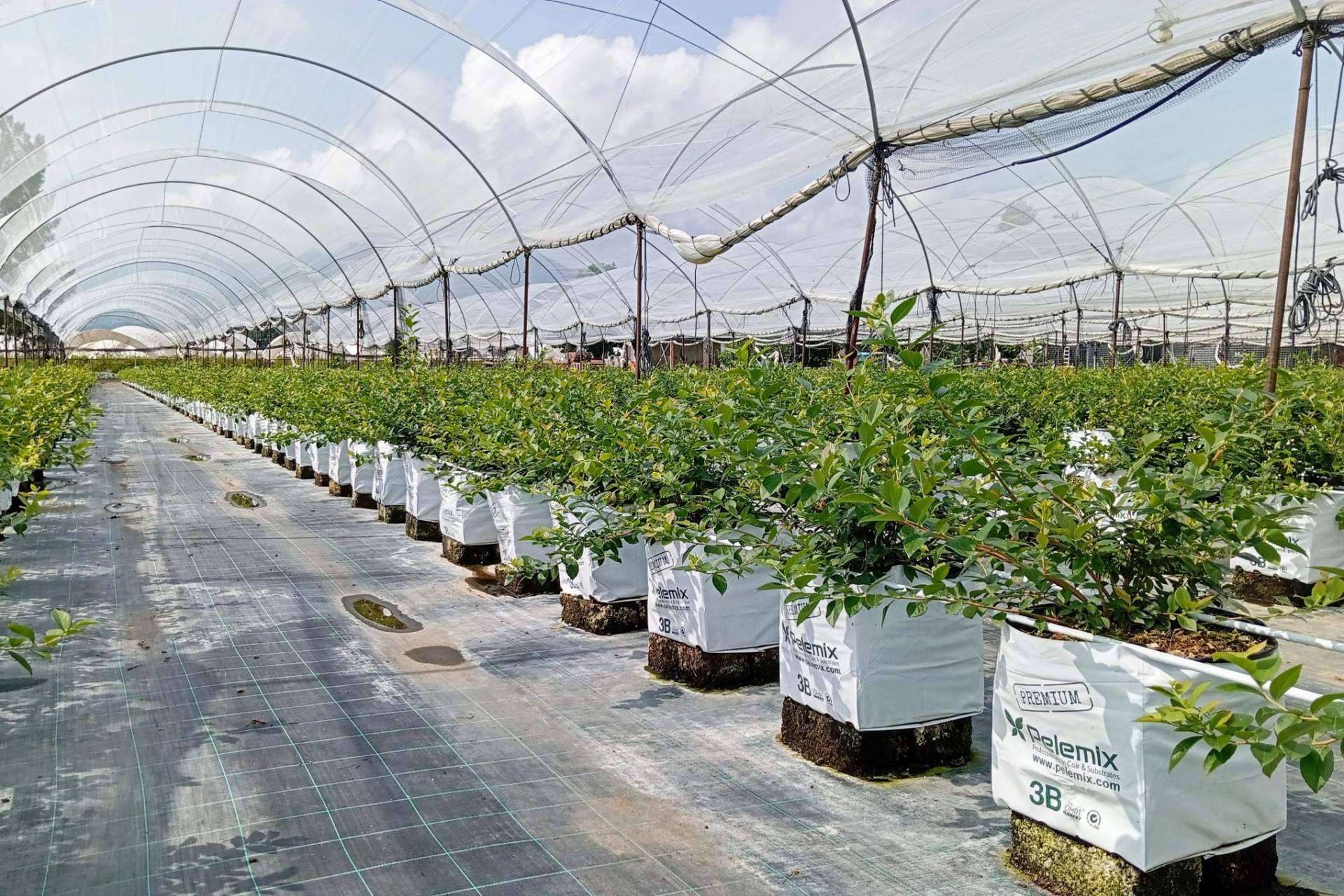 Pelemix cierra con éxito su participación en Fruit Attraction 2024, reafirmando su compromiso con soluciones sostenibles