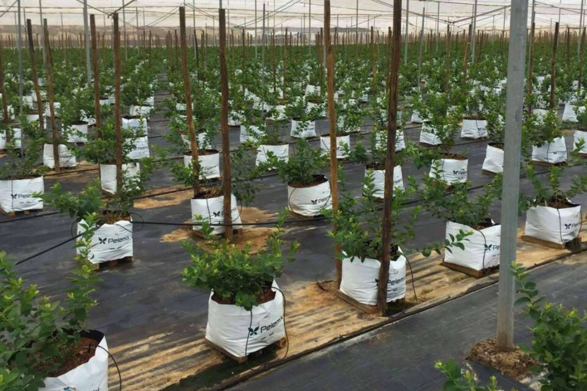 Pelemix impulsa el rendimiento sostenible del cultivo de arándanos con soluciones de sustrato de coco comprimido de alta
