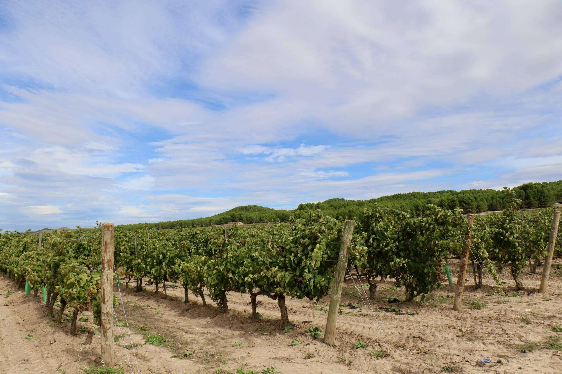 La vendimia 2024 en La Rioja, el inicio de la nueva añada de Cornelio Dinastía