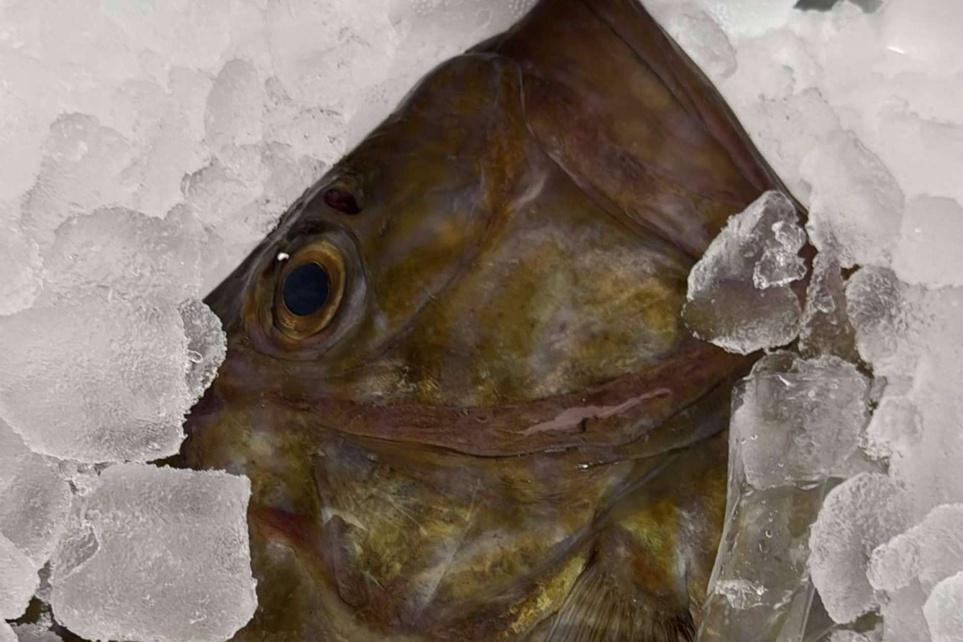 La Pescadería Younes Ceuta destaca con una amplia variedad de pescados y mariscos frescos de temporada