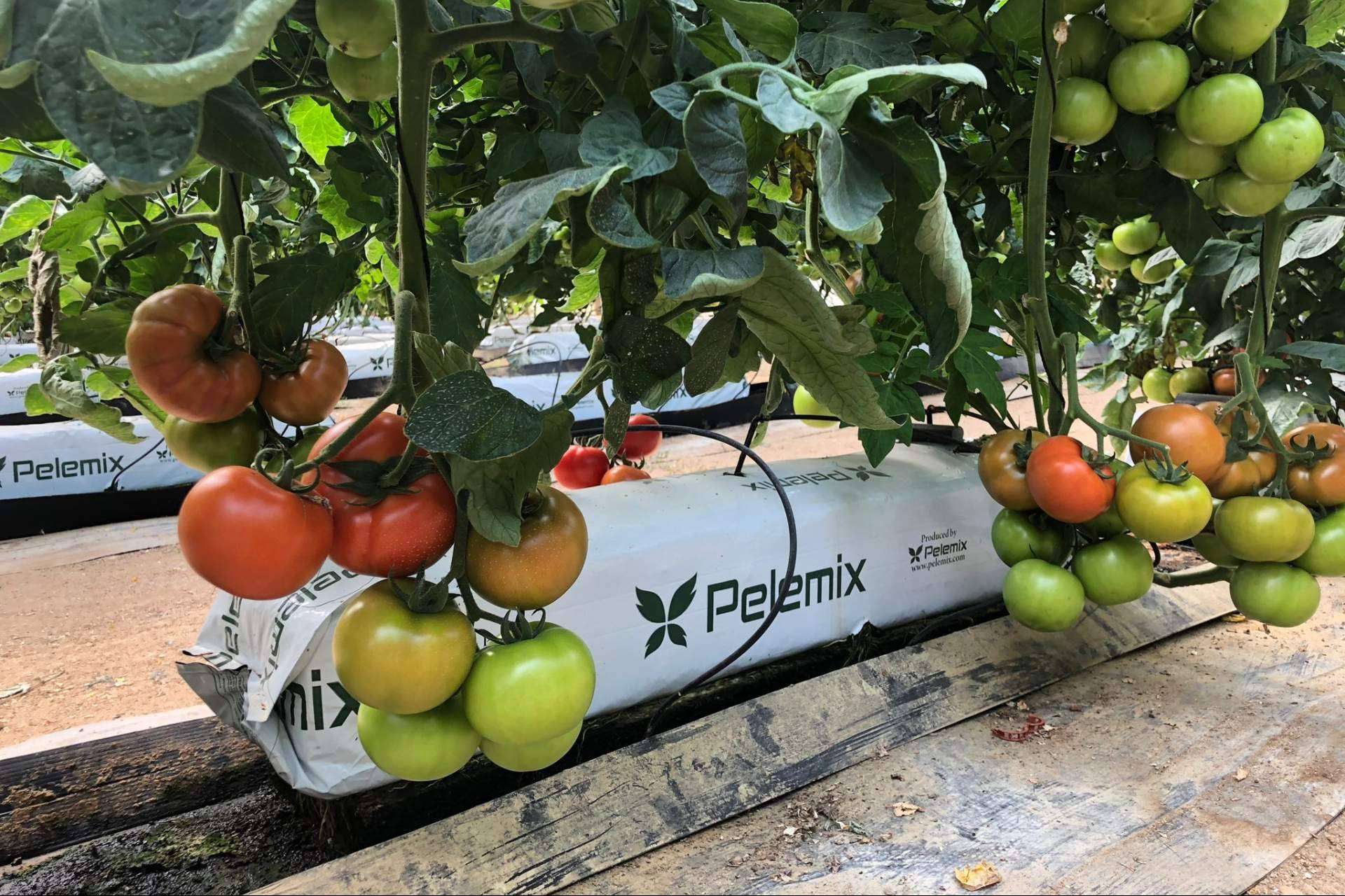 Ventajas del uso de sacos de fibra de coco para el cultivo del tomate10