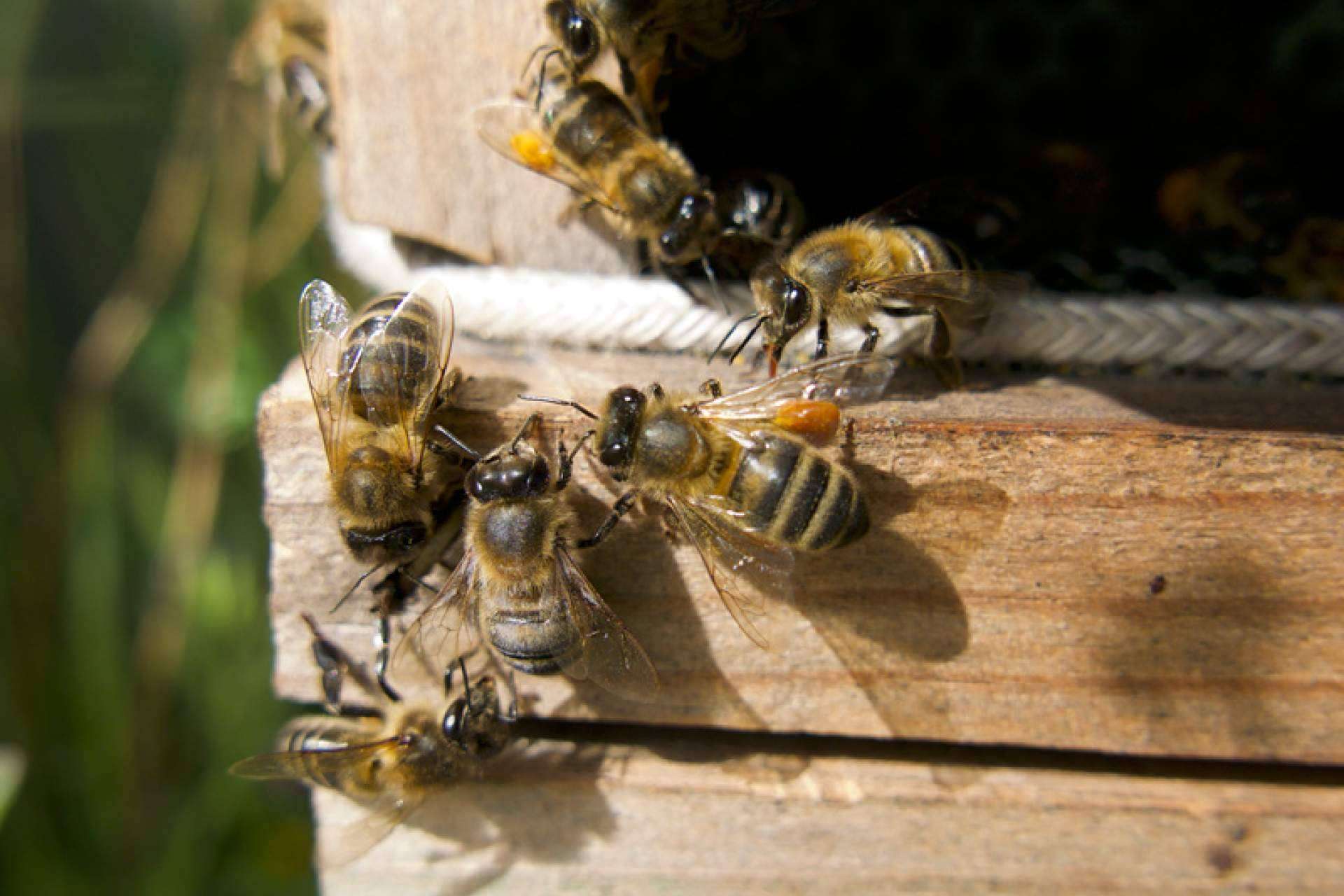 VerdeMiel productos apícolas ecológicos de Andalucía, apoyando la diversidad