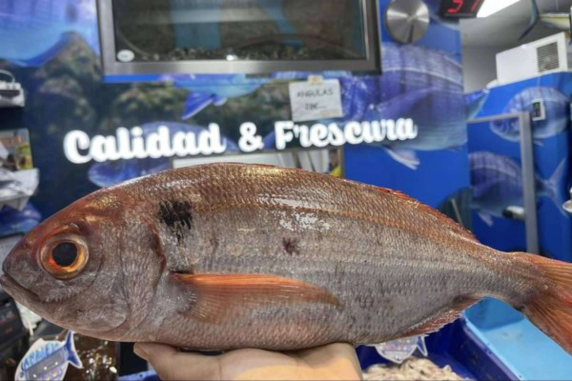 Pescadería Younes Ceuta, referencia en pescados y mariscos frescos del Mediterráneo