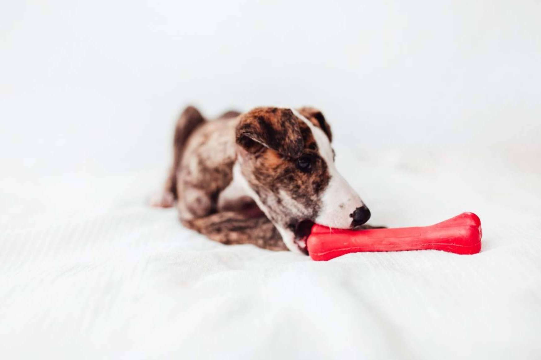 Bimordiscos ofrece juguetes para perros que están cambiando la vida de las mascotas (y sus dueños)