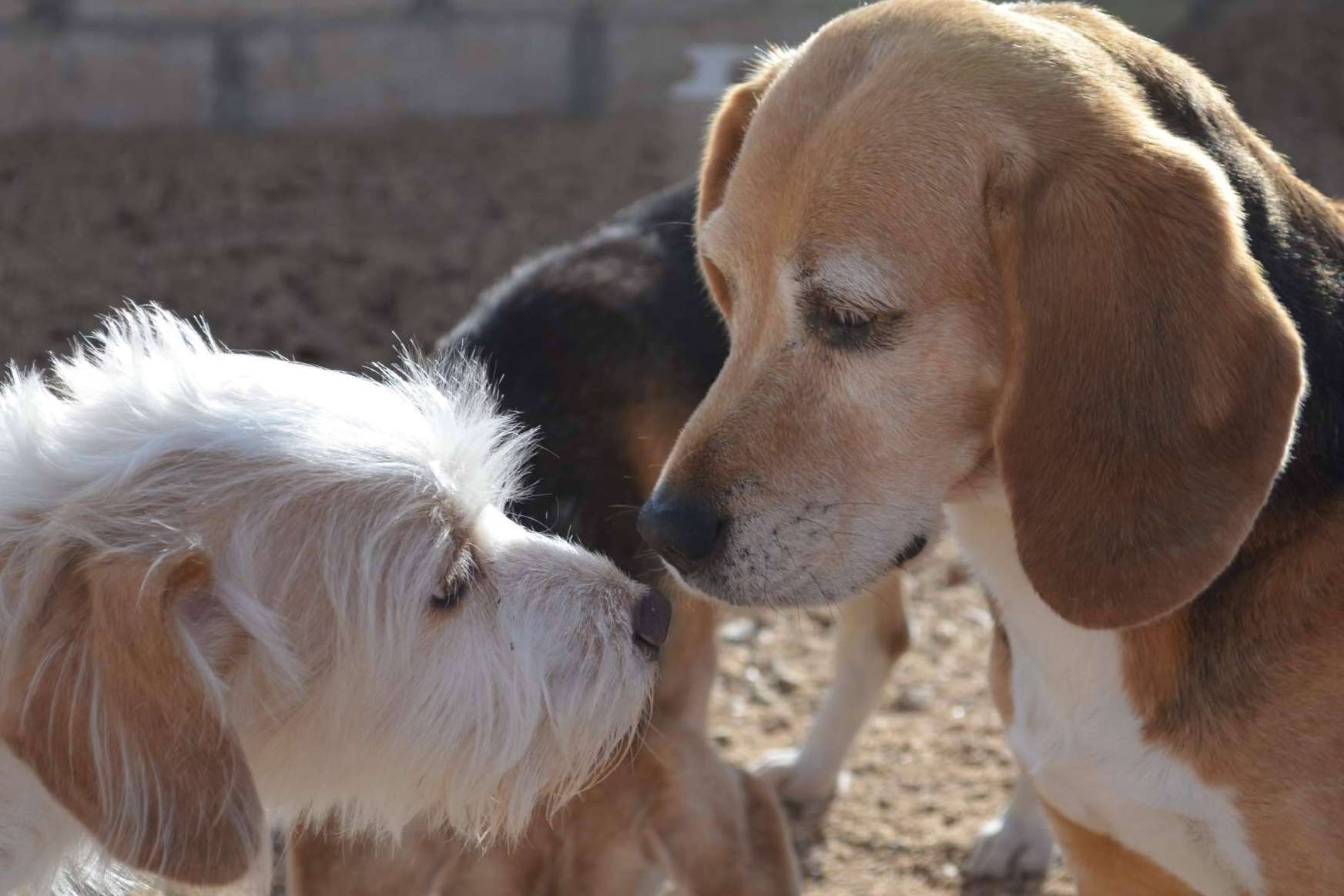Granja La Luna, una residencia canina ideal para Navidad