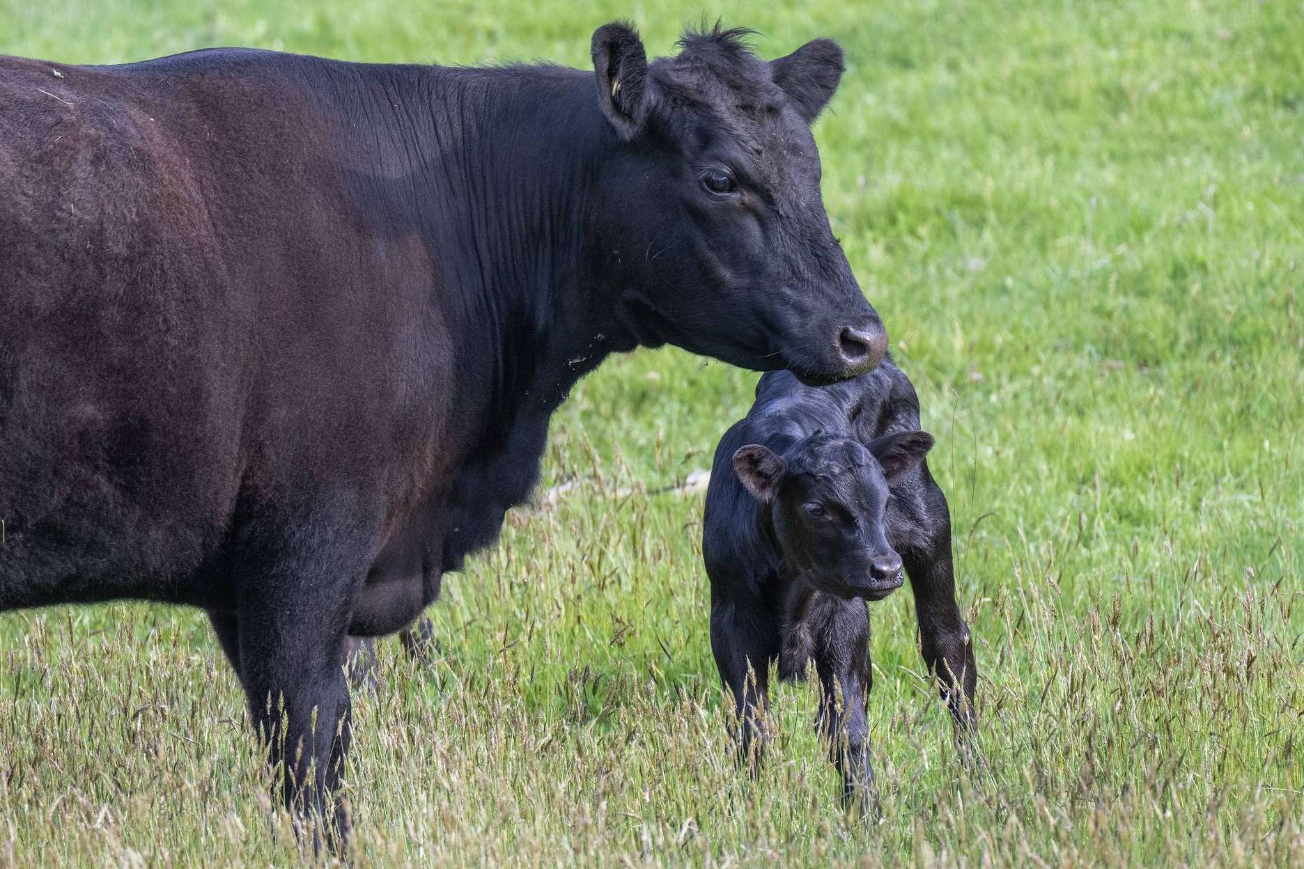 El G.O. TransferEMB optimiza la producción de carne de vacuno con innovadoras técnicas reproductivas