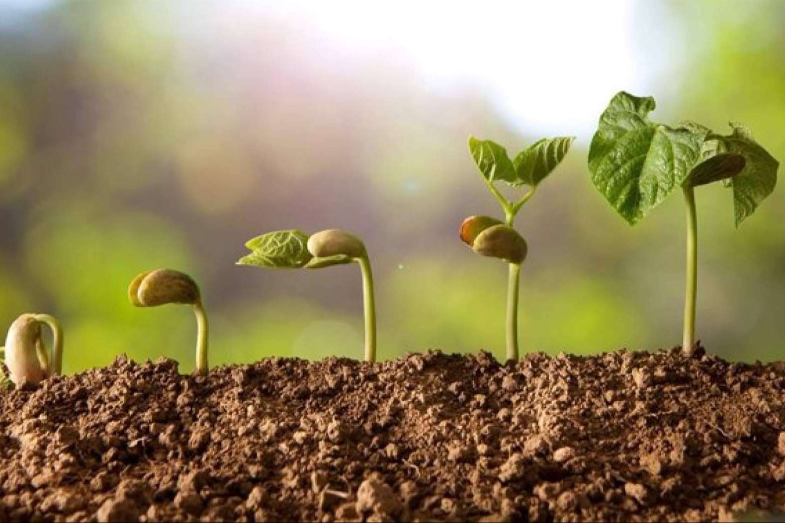 Nostoc Biotech impulsa la regeneración del suelo agrícola y aumenta la productividad con soluciones innovadoras