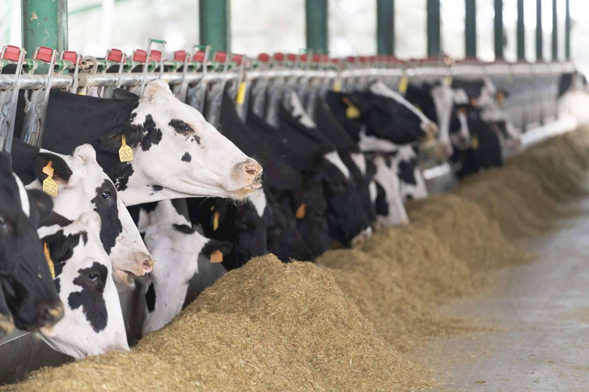 GO AQUAFARM entra en su etapa final; Hacia una gestión hídrica más sostenible en el sector ganadero