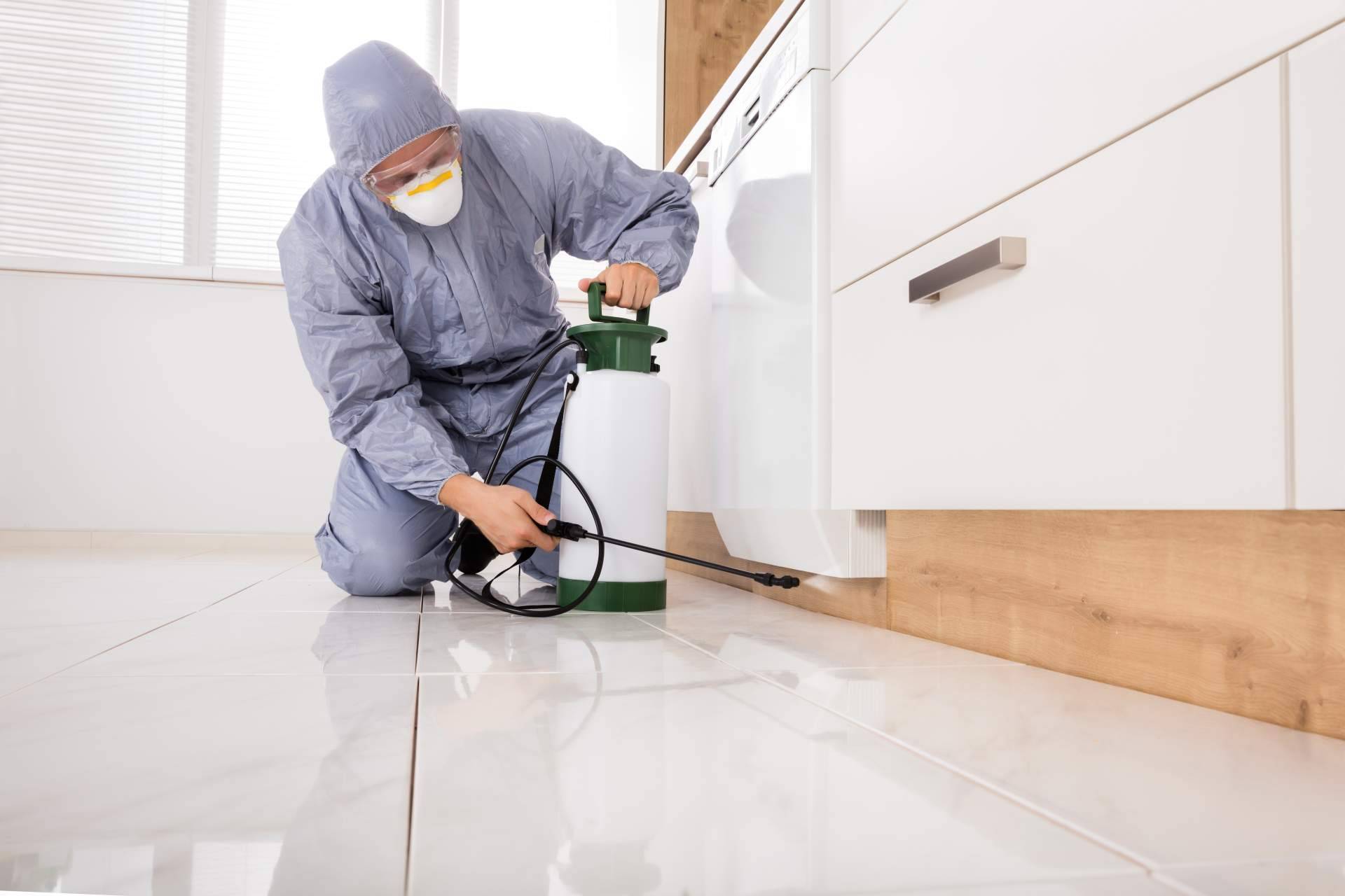Servicios profesionales de fumigación de cucarachas en Madrid por Almuplaza DDD