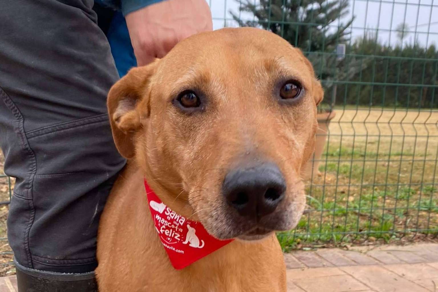 SOS Vidas, compromiso y amor por los animales en busca de una segunda oportunidad