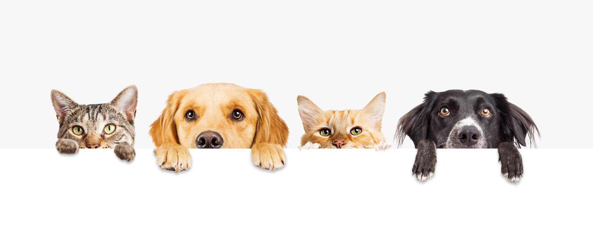 Miss Patitas Peludas destaca como tienda online de referencia en comida para gatos y perros