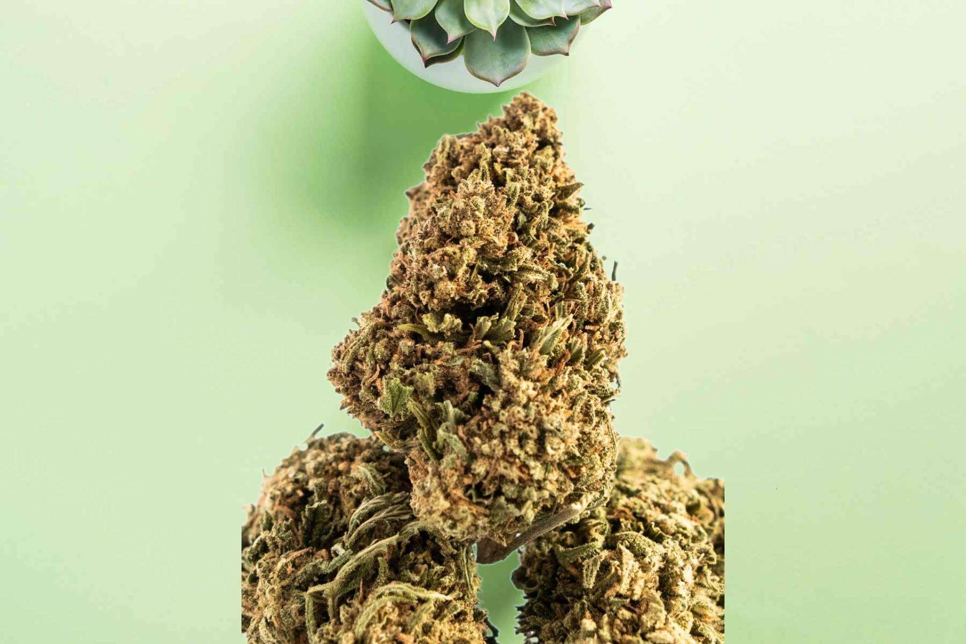 Botika CBD; La alternativa natural que está transformando el bienestar en Bizkaia