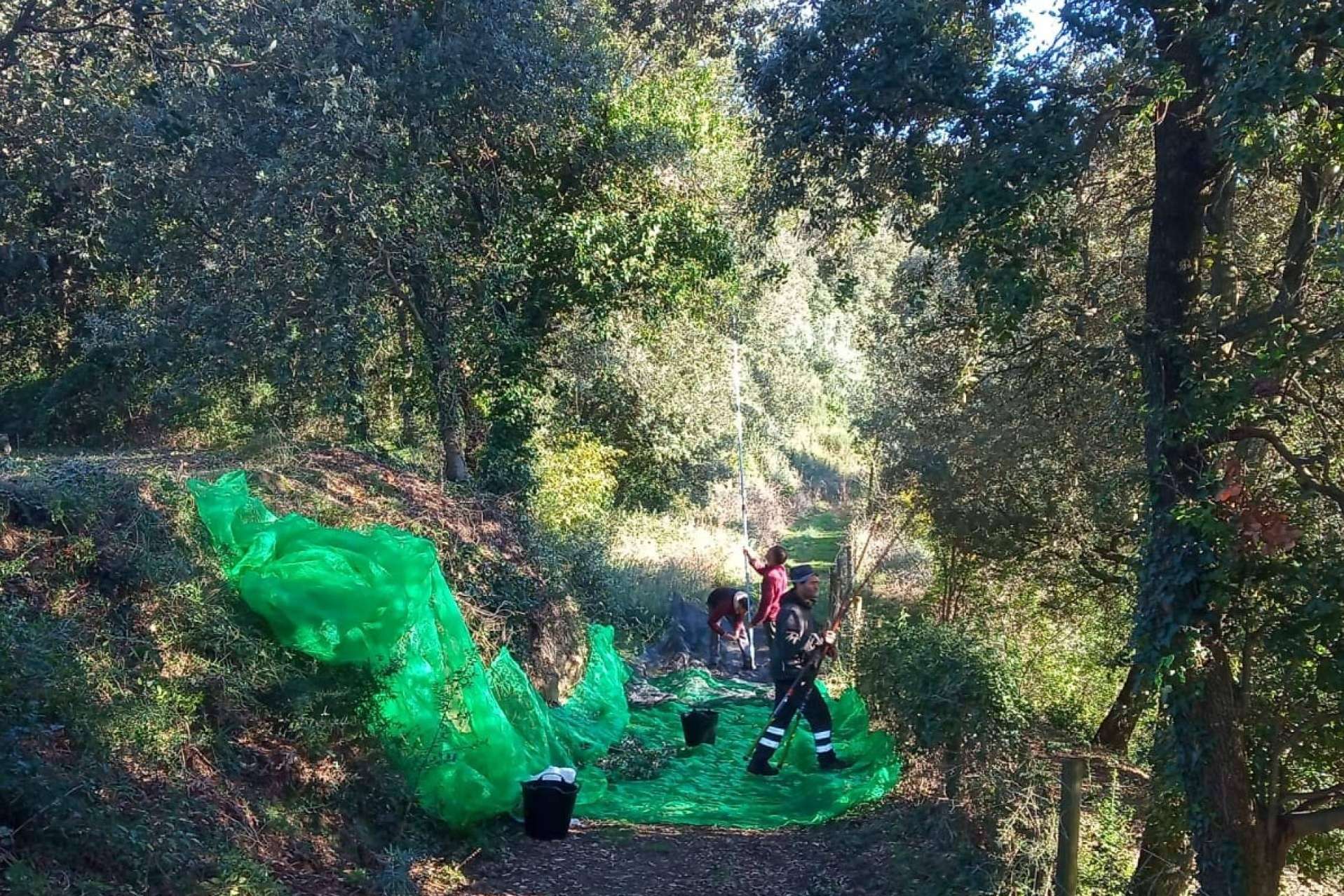 Más de 150 personas participan en el primer webinar del proyecto Plantas Olvidadas