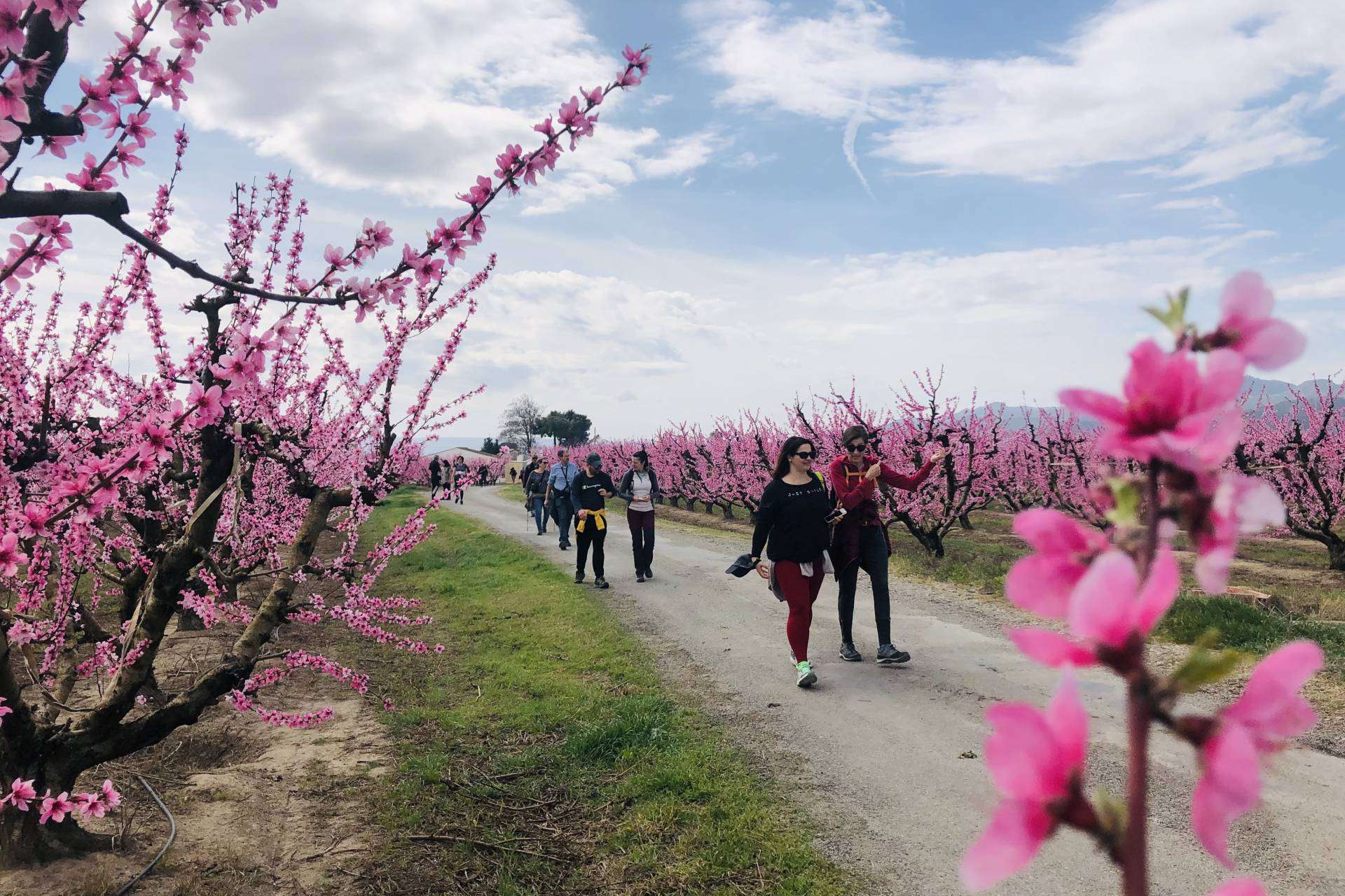 Rutas y talleres florales para disfrutar de la primavera en el Bajo/Baix Cinca