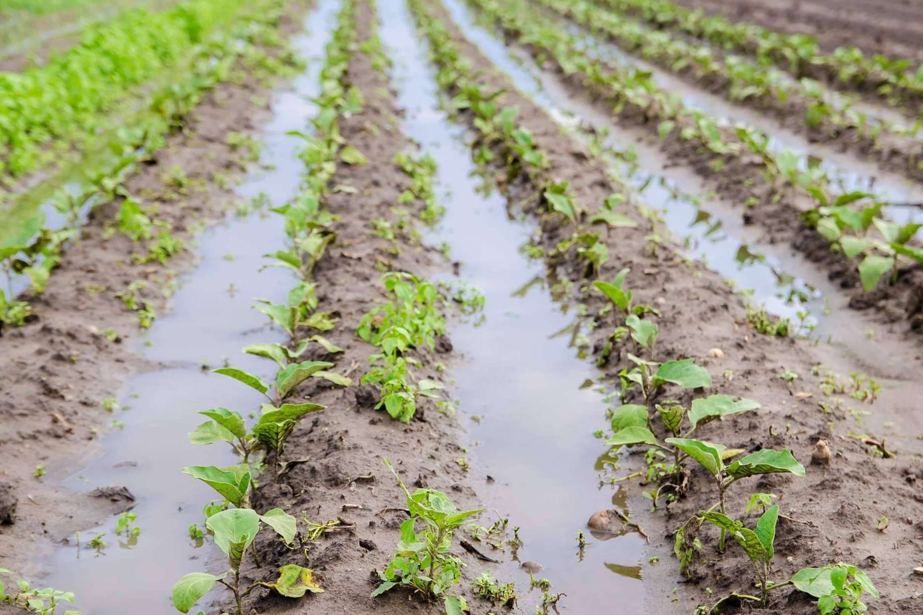 Tras las lluvias, el suelo necesita recuperarse; La biofertilización de Nostoc Biotech ayuda a proteger los cultivos