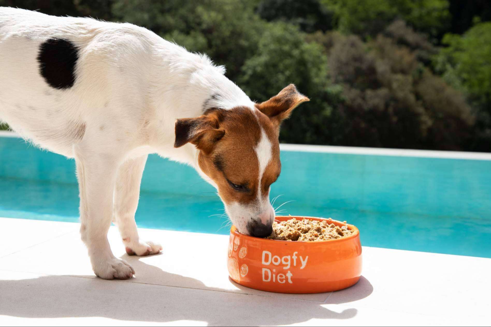 Alimentación natural y equilibrada con probióticos naturales para perros, la propuesta de Dogfy Diet