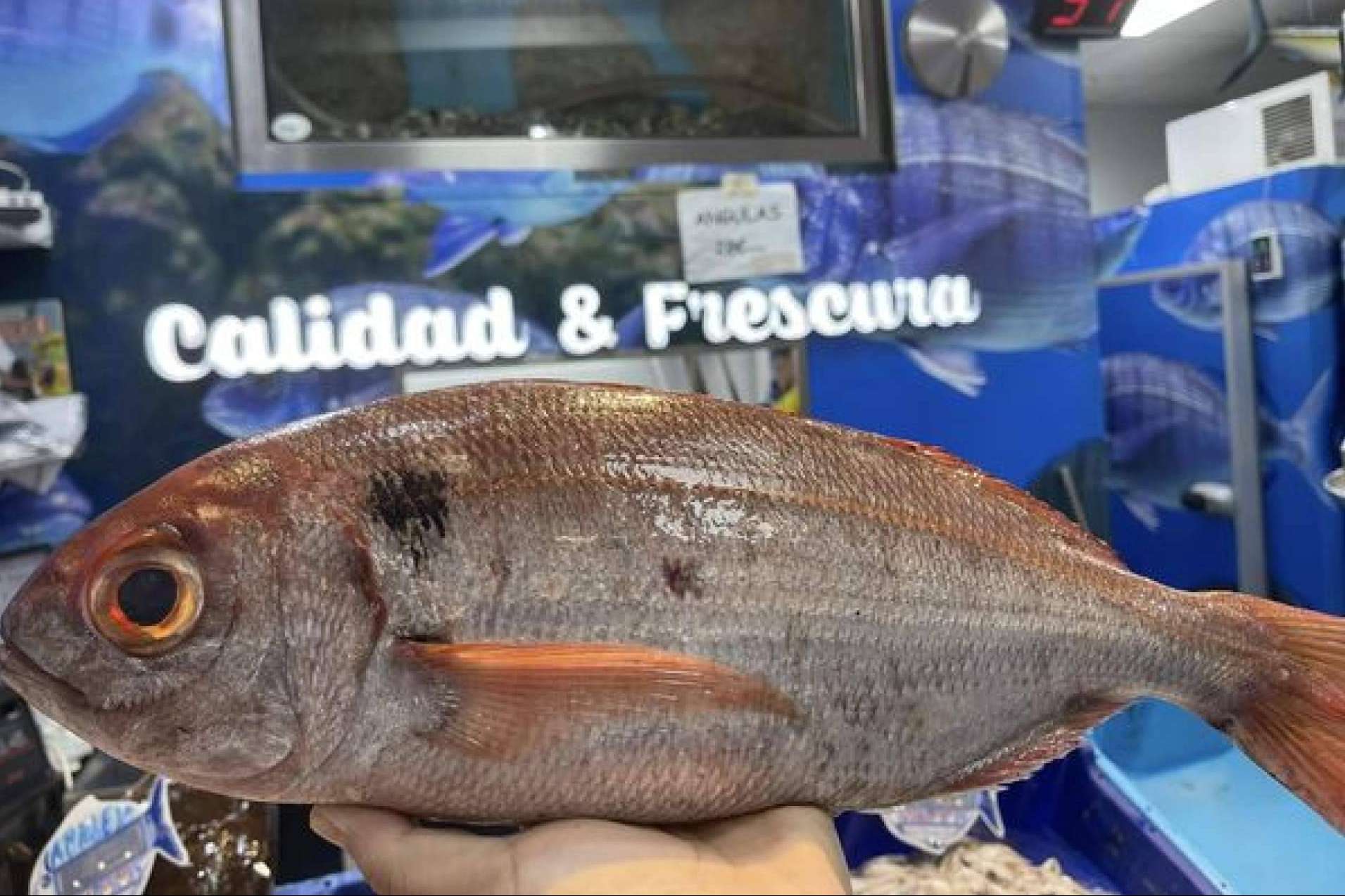 Pescadería Younes Ceuta, pescados y mariscos frescos para una cocina con identidad