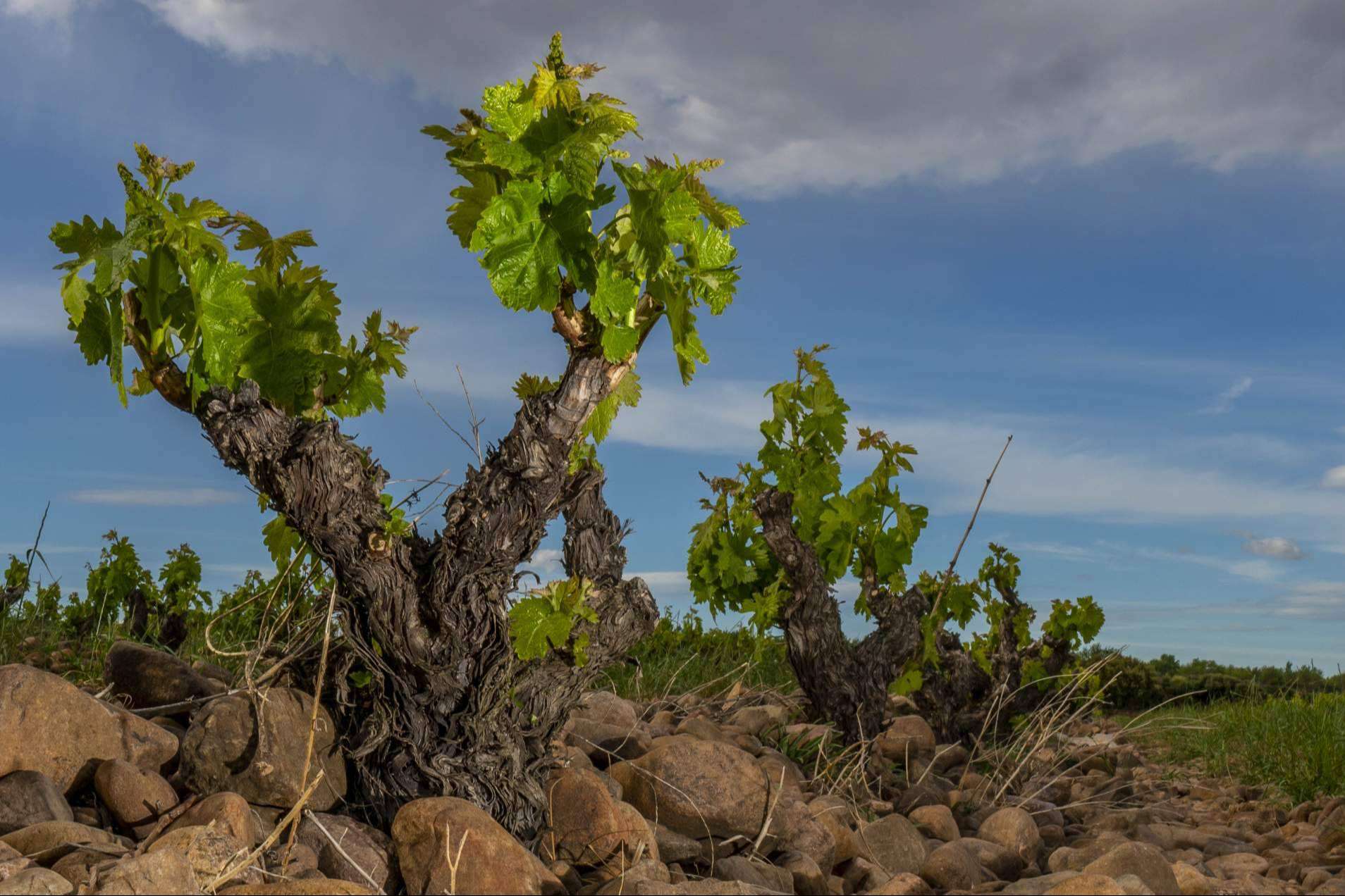 La Rioja, esa privilegiada tierra