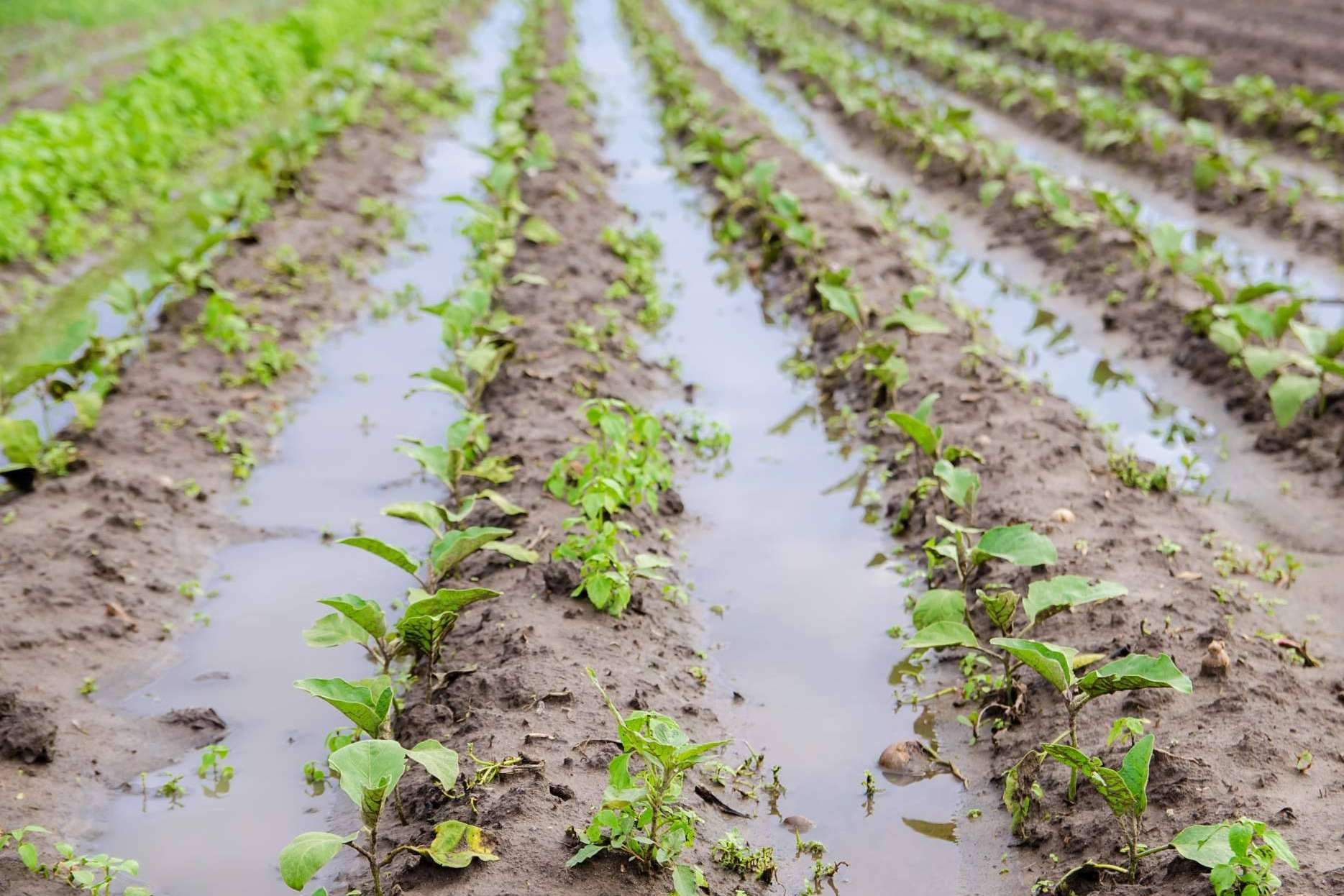 Cómo proteger los cultivos tras lluvias intensas; la solución microbiológica ante los extremos climáticos