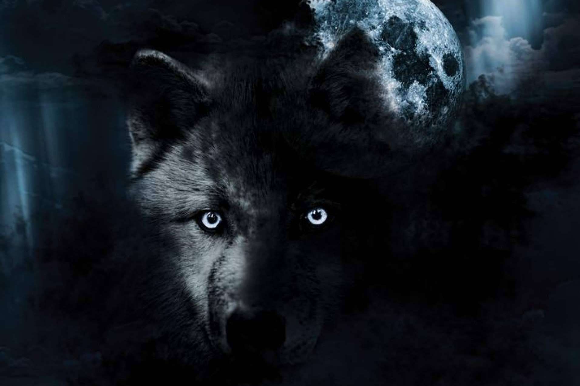 Diego de Membiela presenta ‘LOBO – El solitario de la Montaña Palentina’, una obra inspirada en el lobo ibérico