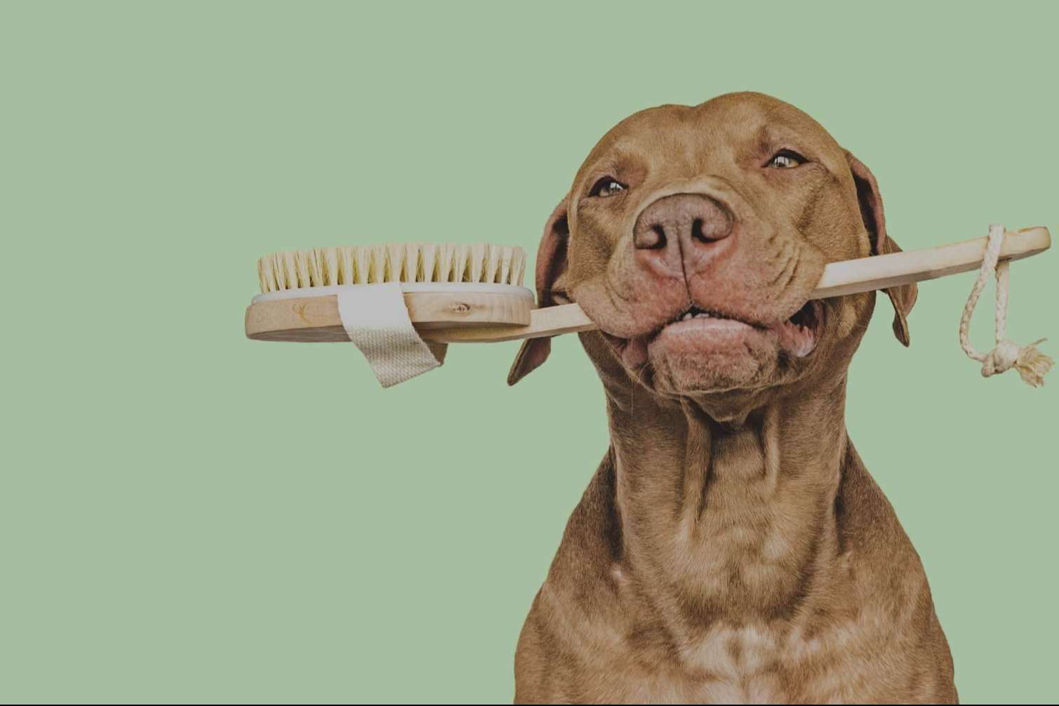 Formación especializada en peluquería canina; la apuesta presencial de Vetformación en Barcelona
