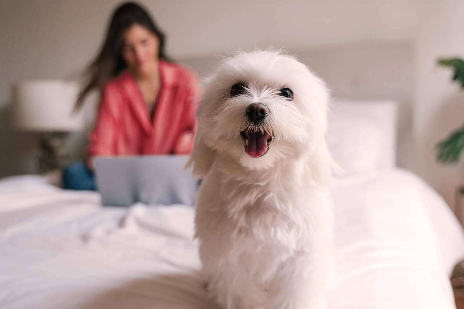 Línea Directa cuida de cada perro o gato como si fuera su propio dueño